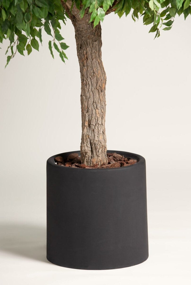 Ficus Tree With Natural Wood Trunk (3 Sizes) (Pot not included)