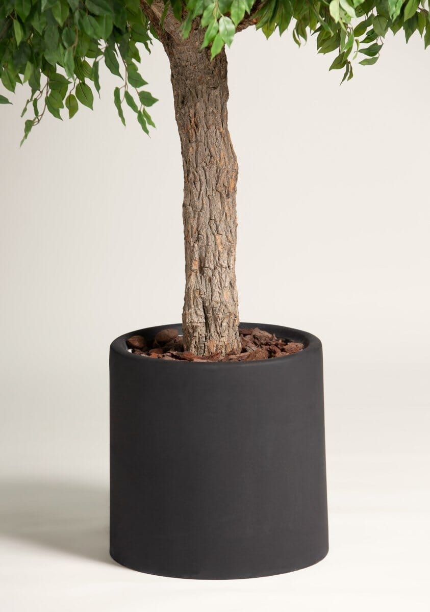 Ficus Tree With Natural Wood Trunk (3 Sizes) (Pot not included)