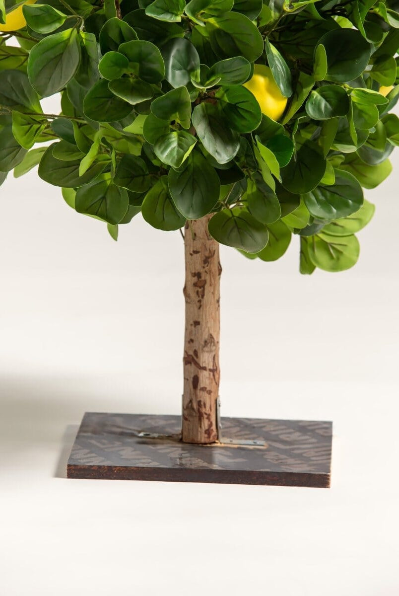 Citrus Limonificial Plant (3 Sizes)(Pot not included)