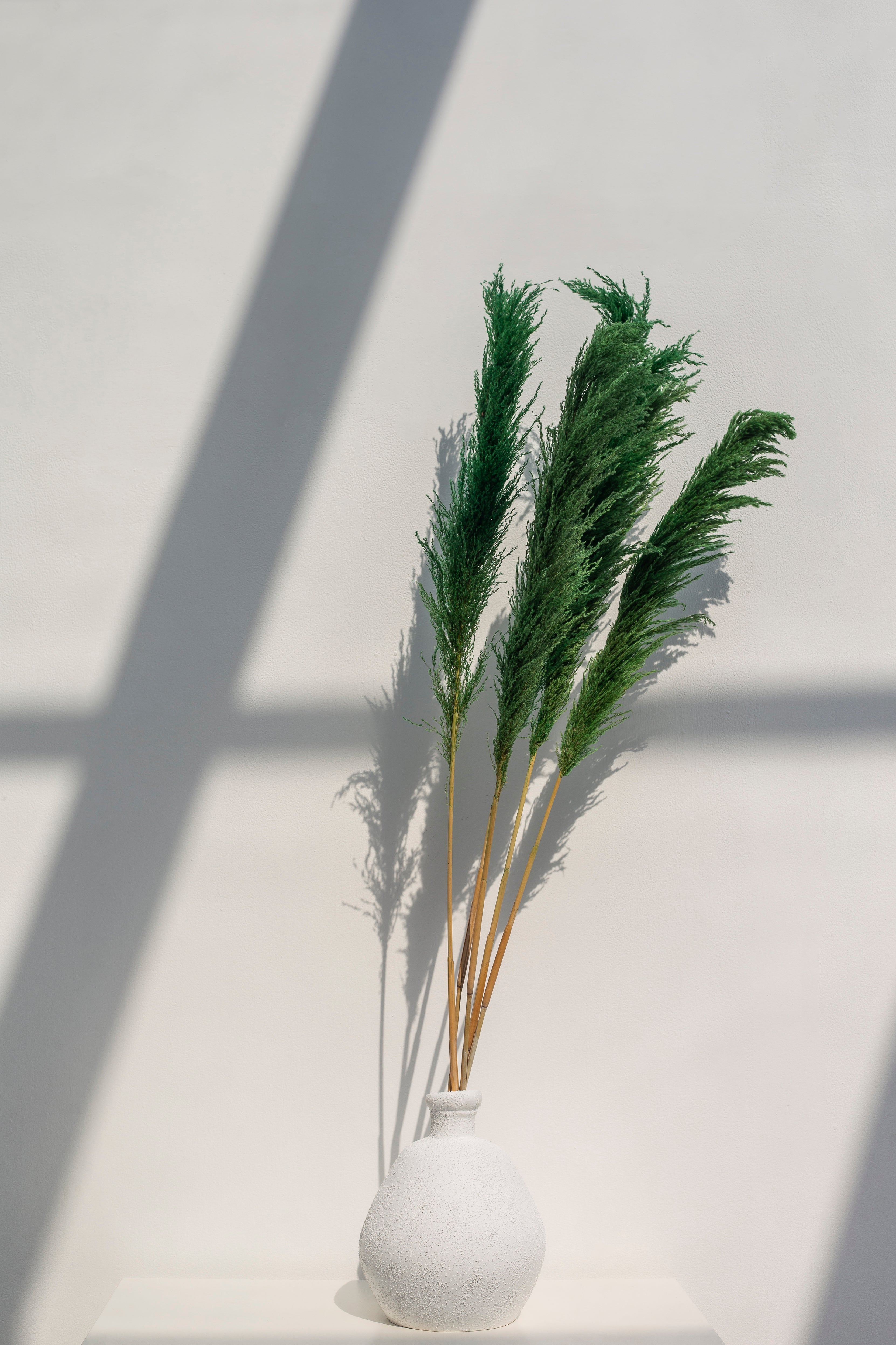 Long Dried Flower Green Pampas (5 stems)