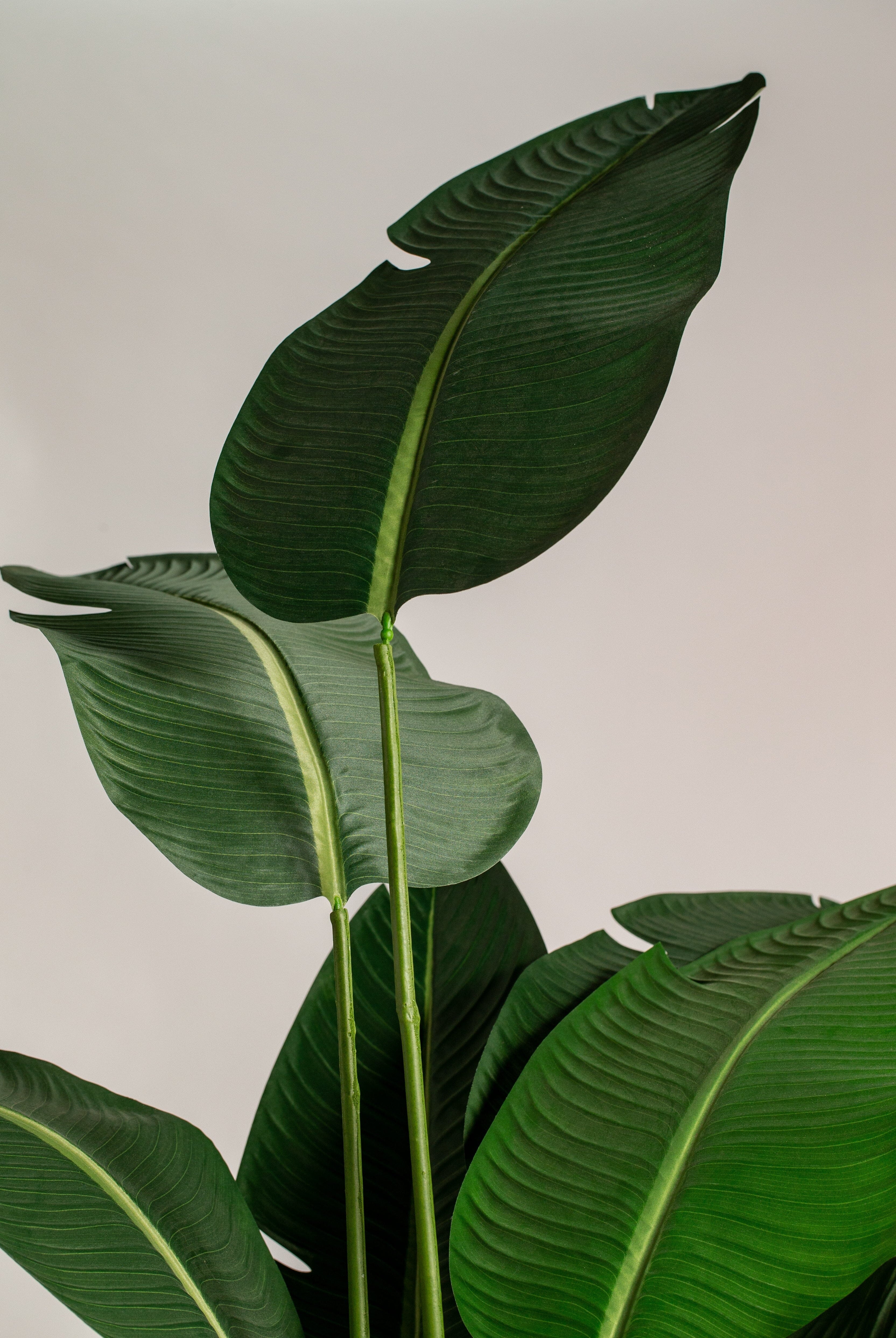 Strelitziaificial Tree (Pot not included) Homekode