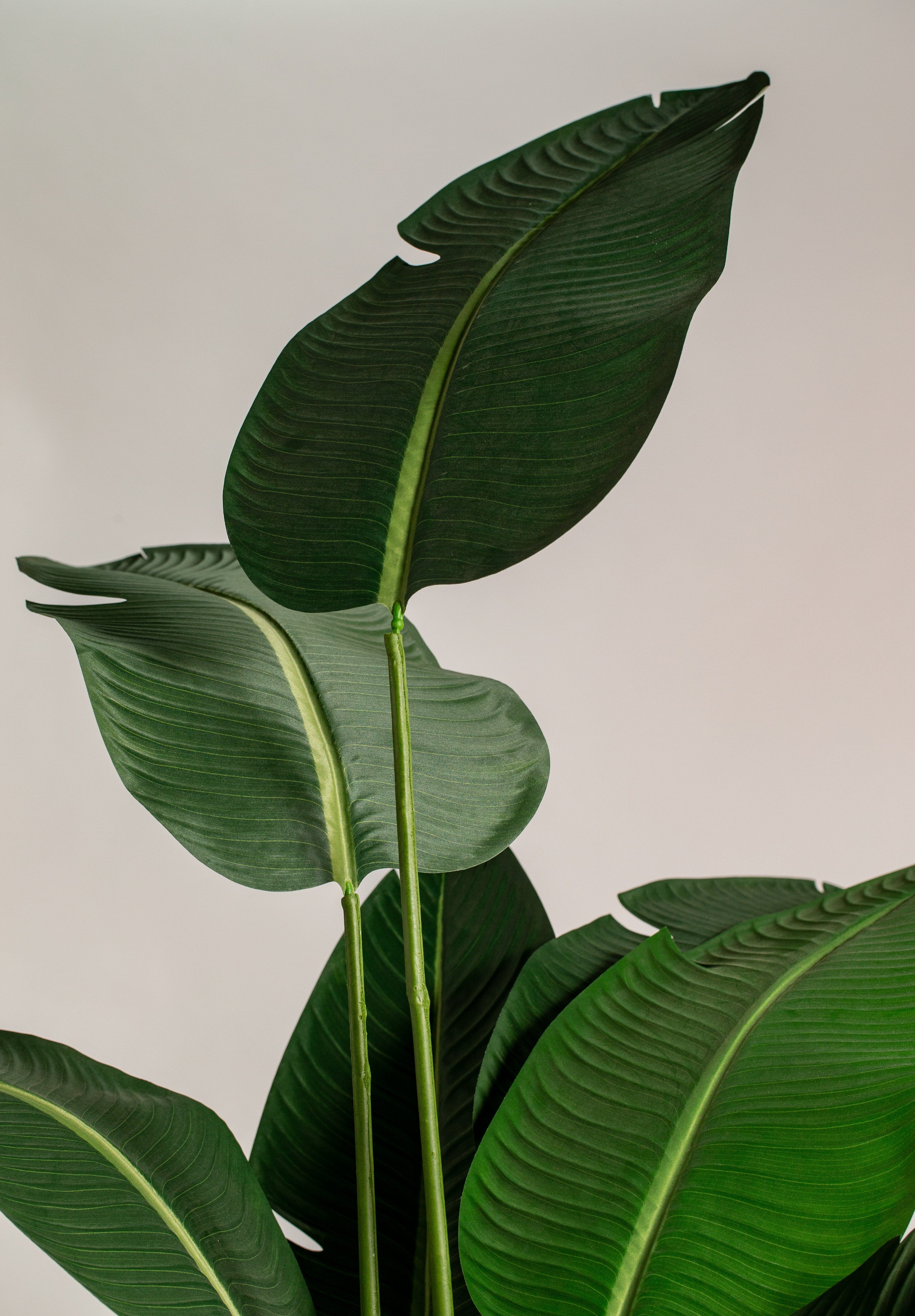 Strelitziaificial Tree (Pot not included) Homekode