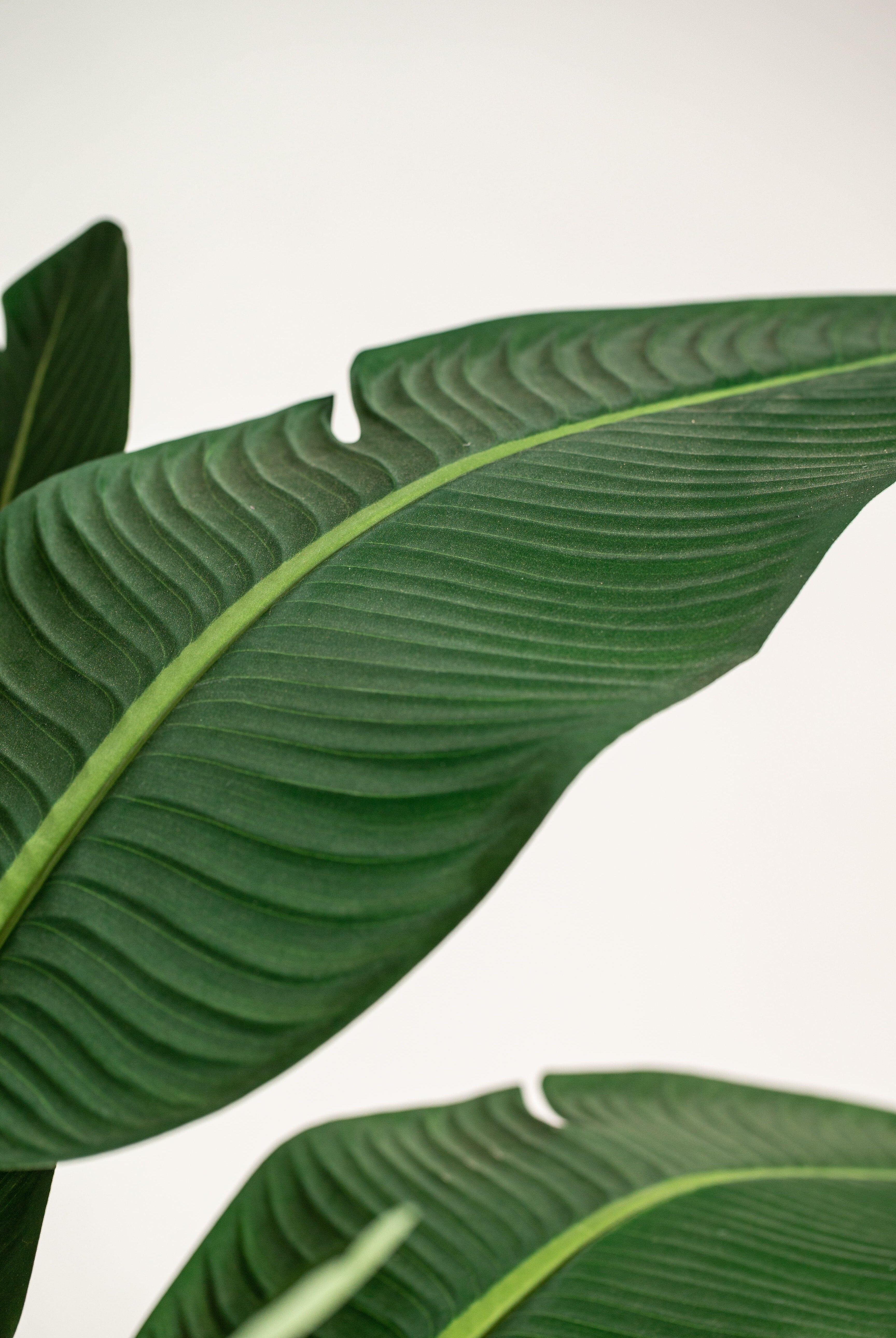 Strelitziaificial Tree (Pot not included) Homekode