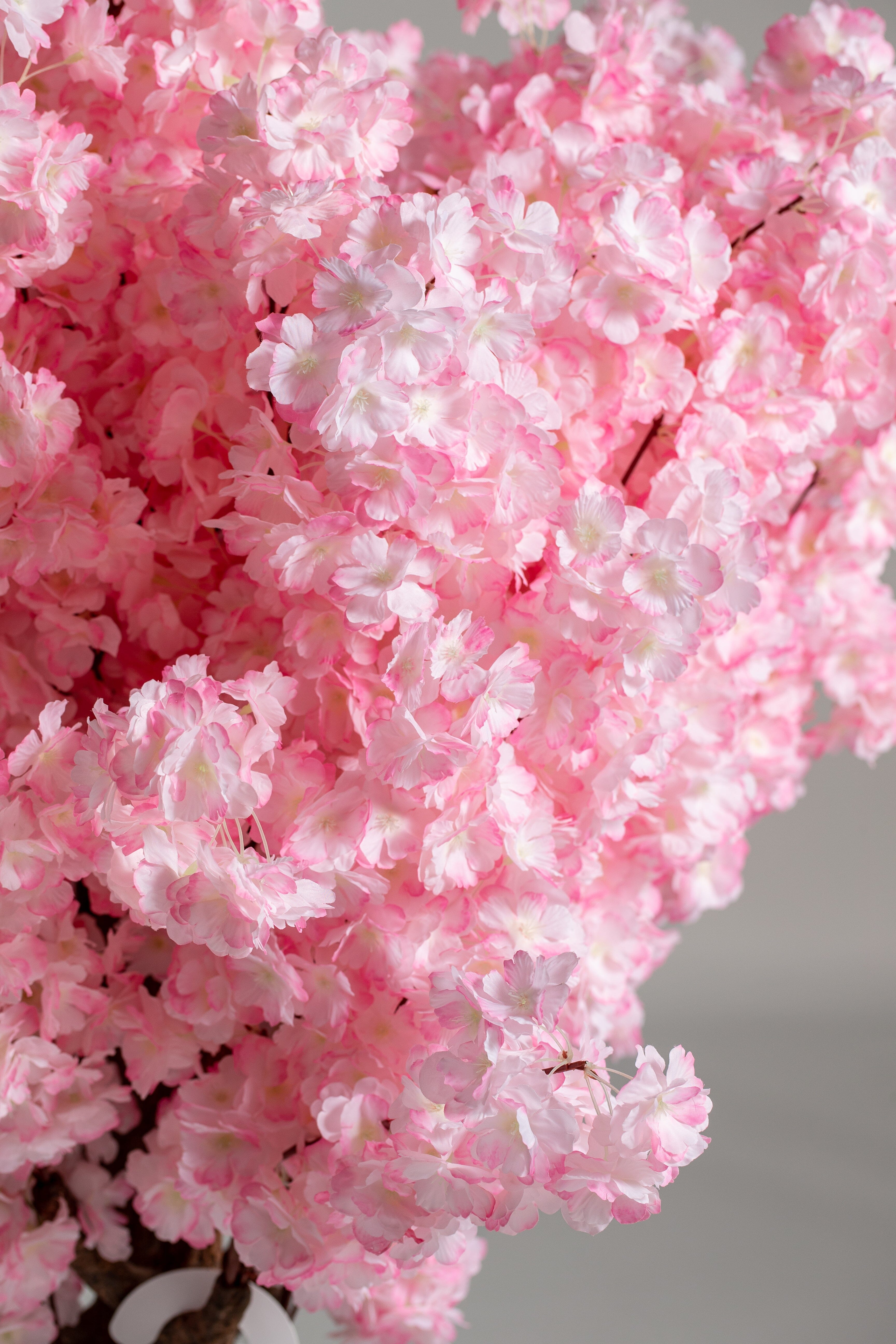 Pink Cherry Blossom (Pot not included) Homekode