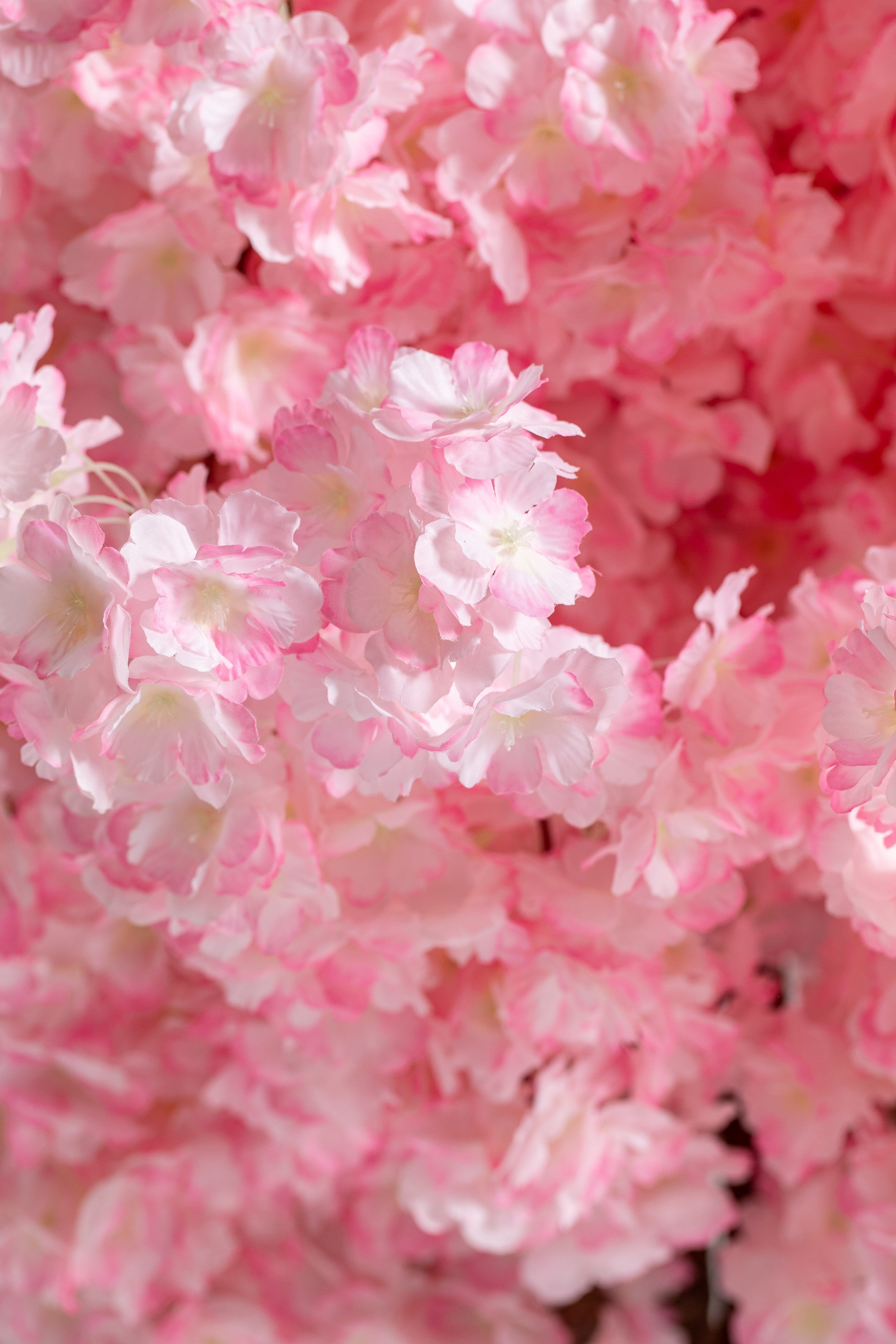 Pink Cherry Blossom (Pot not included) Homekode