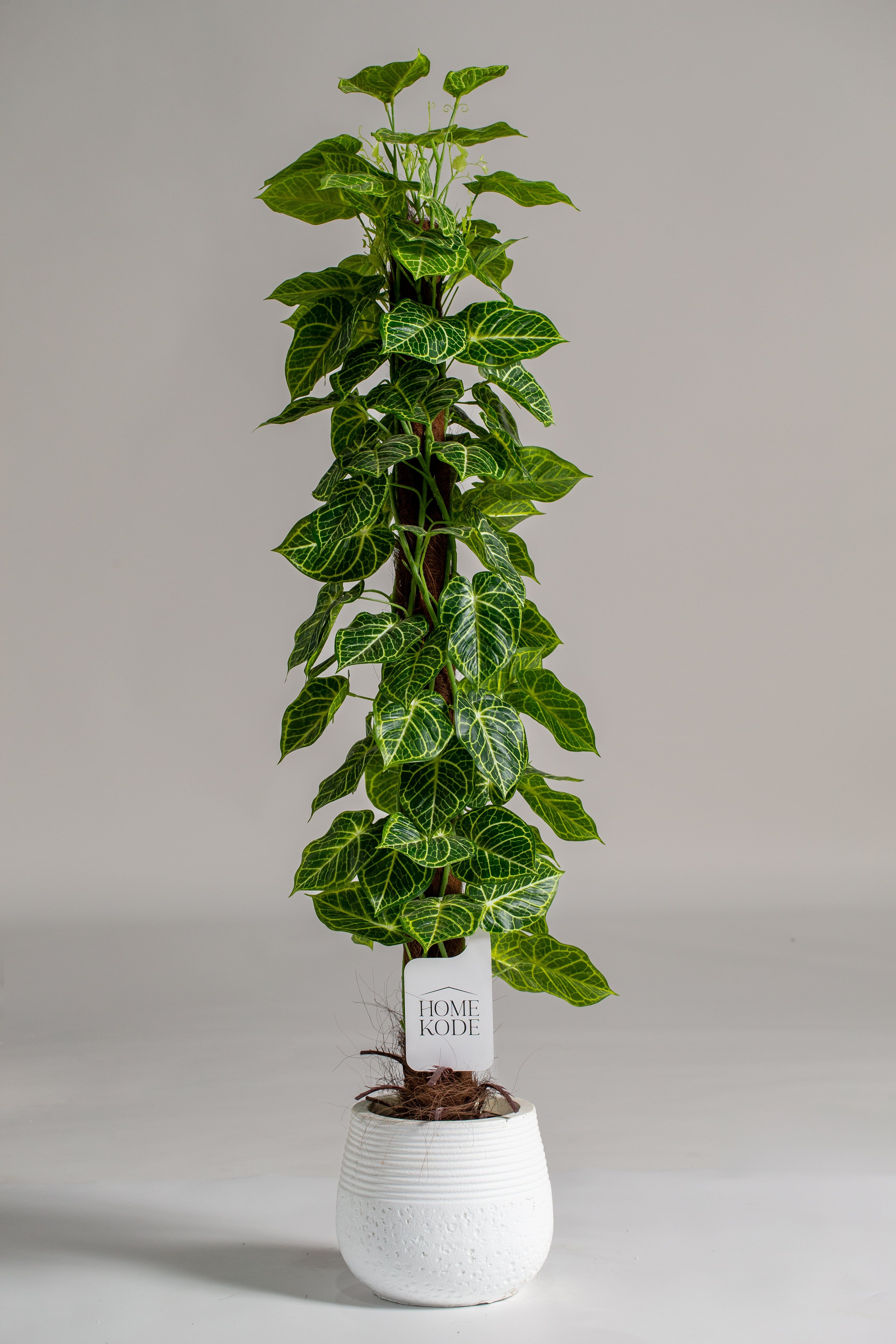 Piper Crocatumificial Plant (Pot not included) Homekode