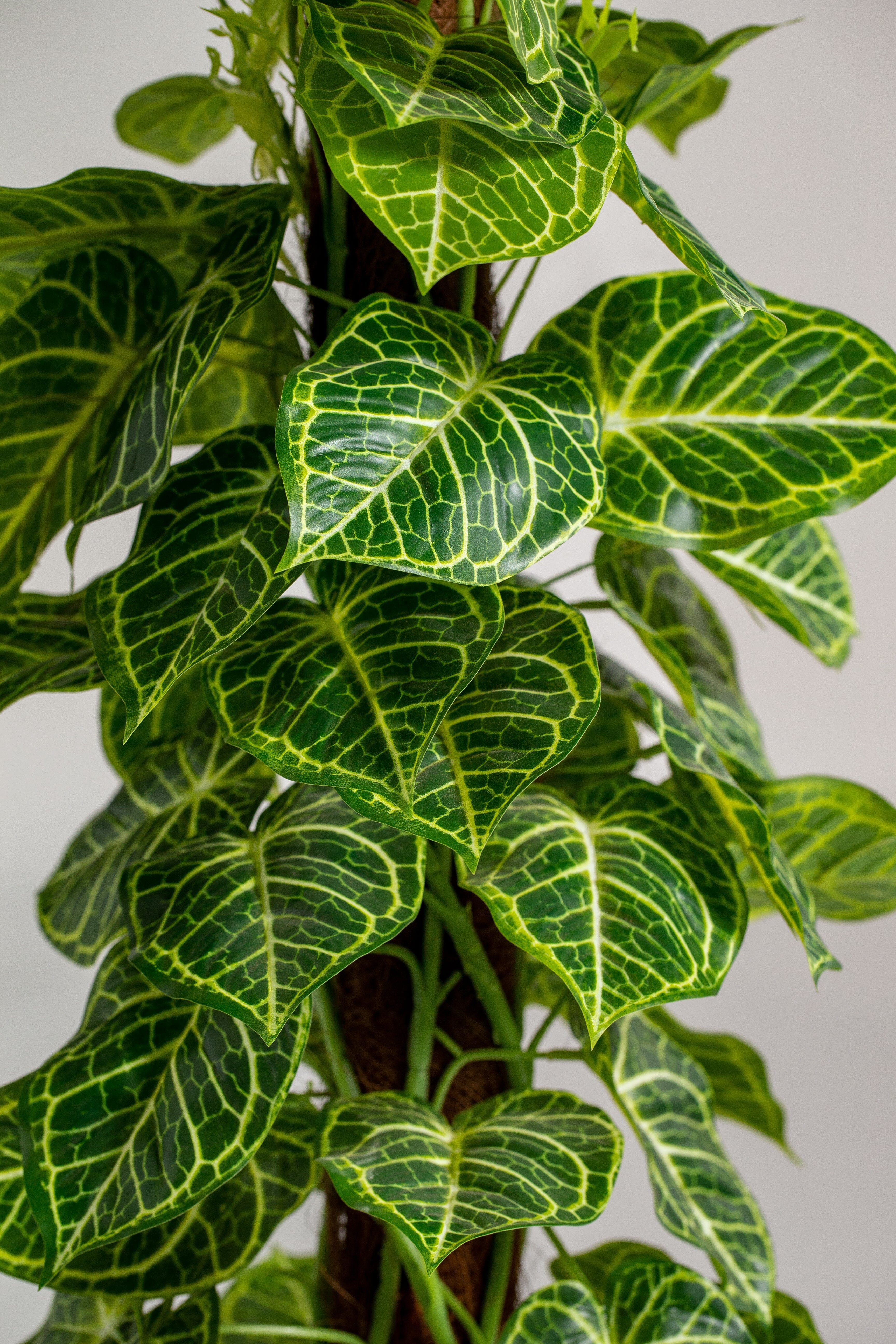 Piper Crocatumificial Plant (Pot not included) Homekode