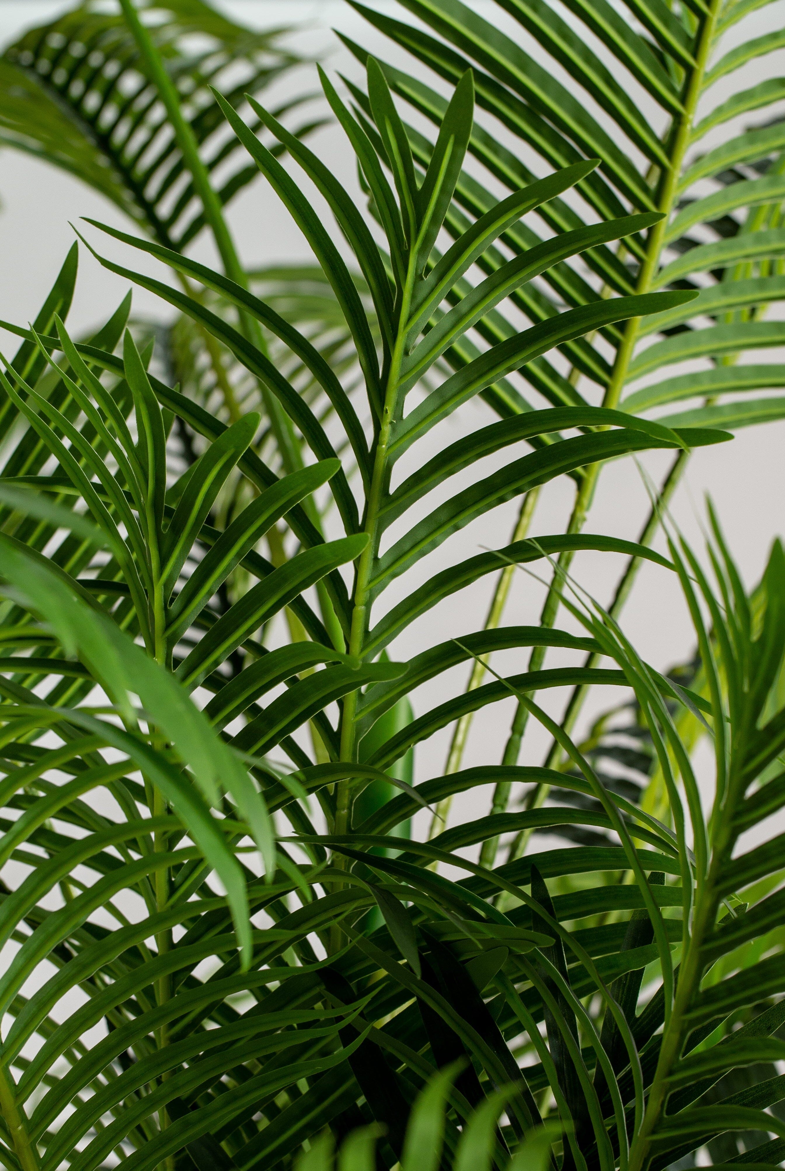 Areca Palmificial Plant (Pot not included) Homekode