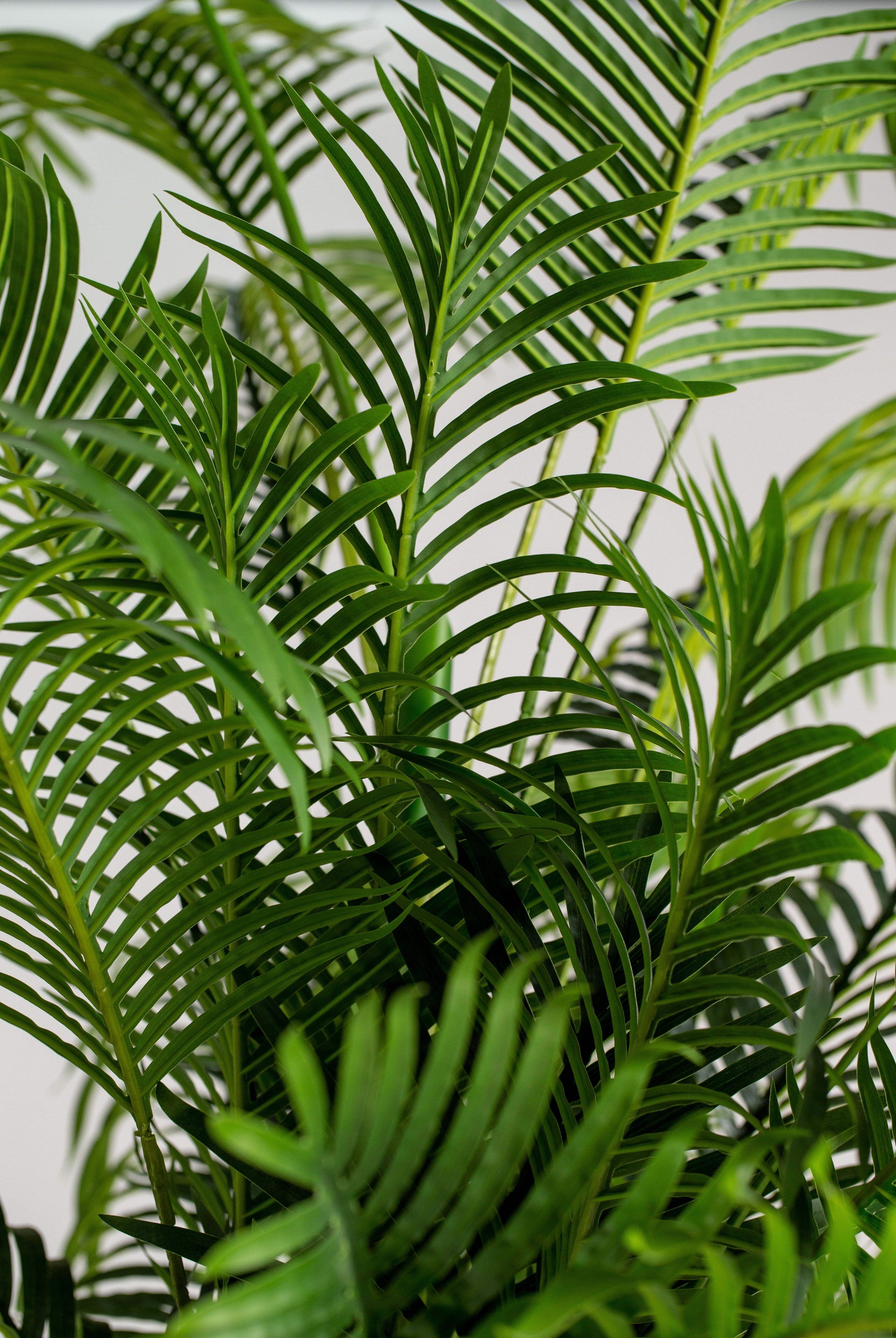 Areca Palmificial Plant (Pot not included) Homekode