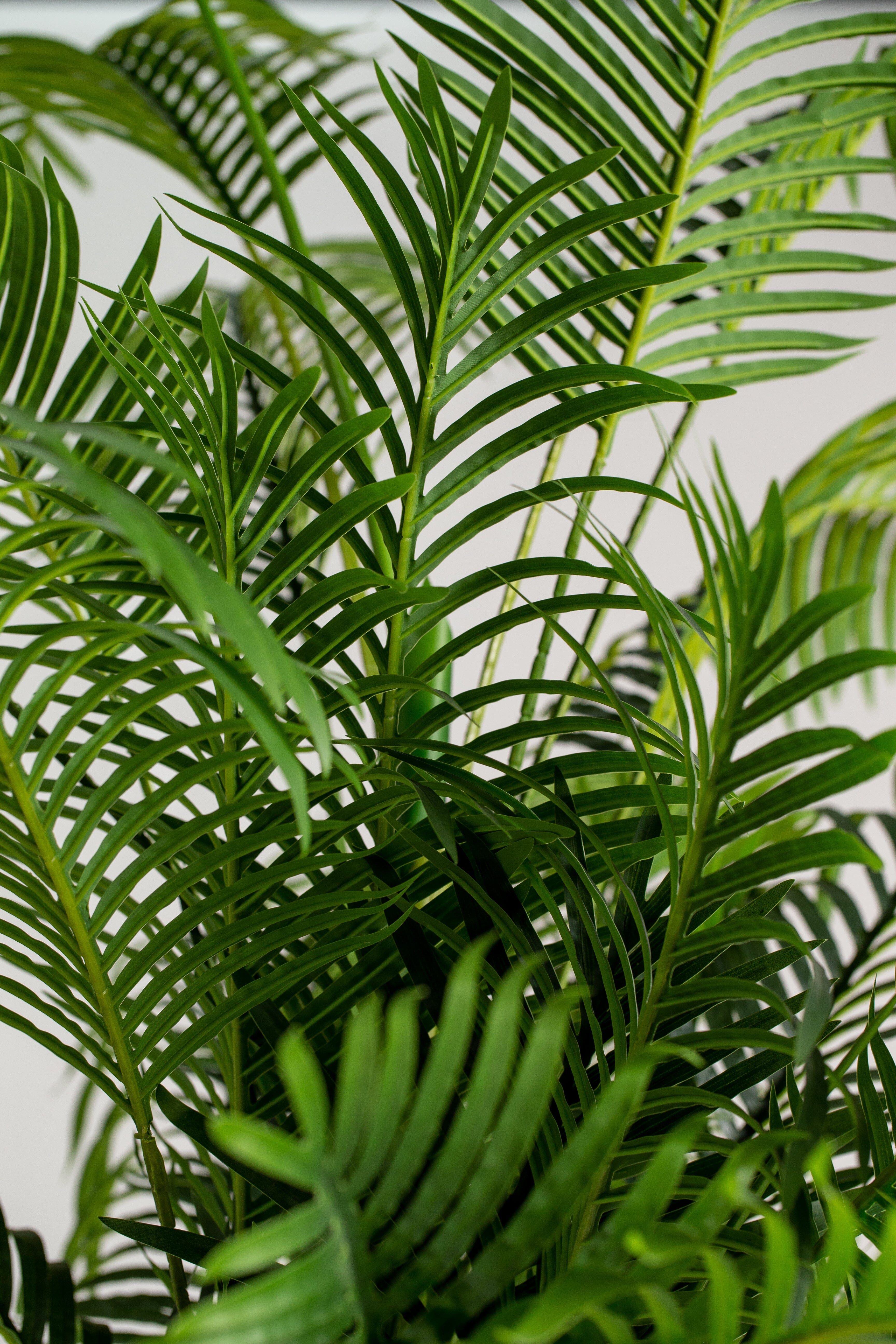 Areca Palmificial Plant (Pot not included) Homekode