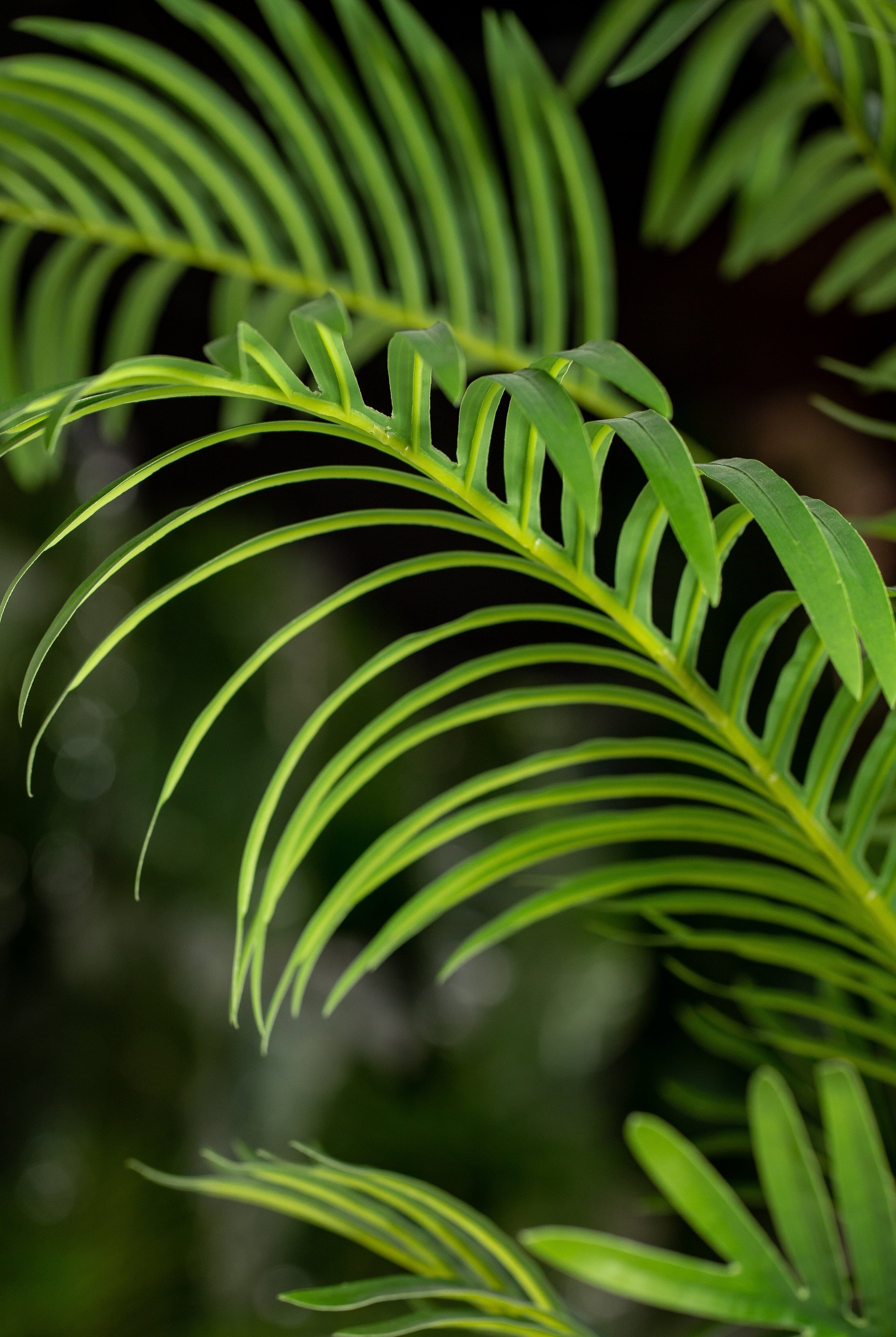 Areca Palmificial Plant (Pot not included) Homekode