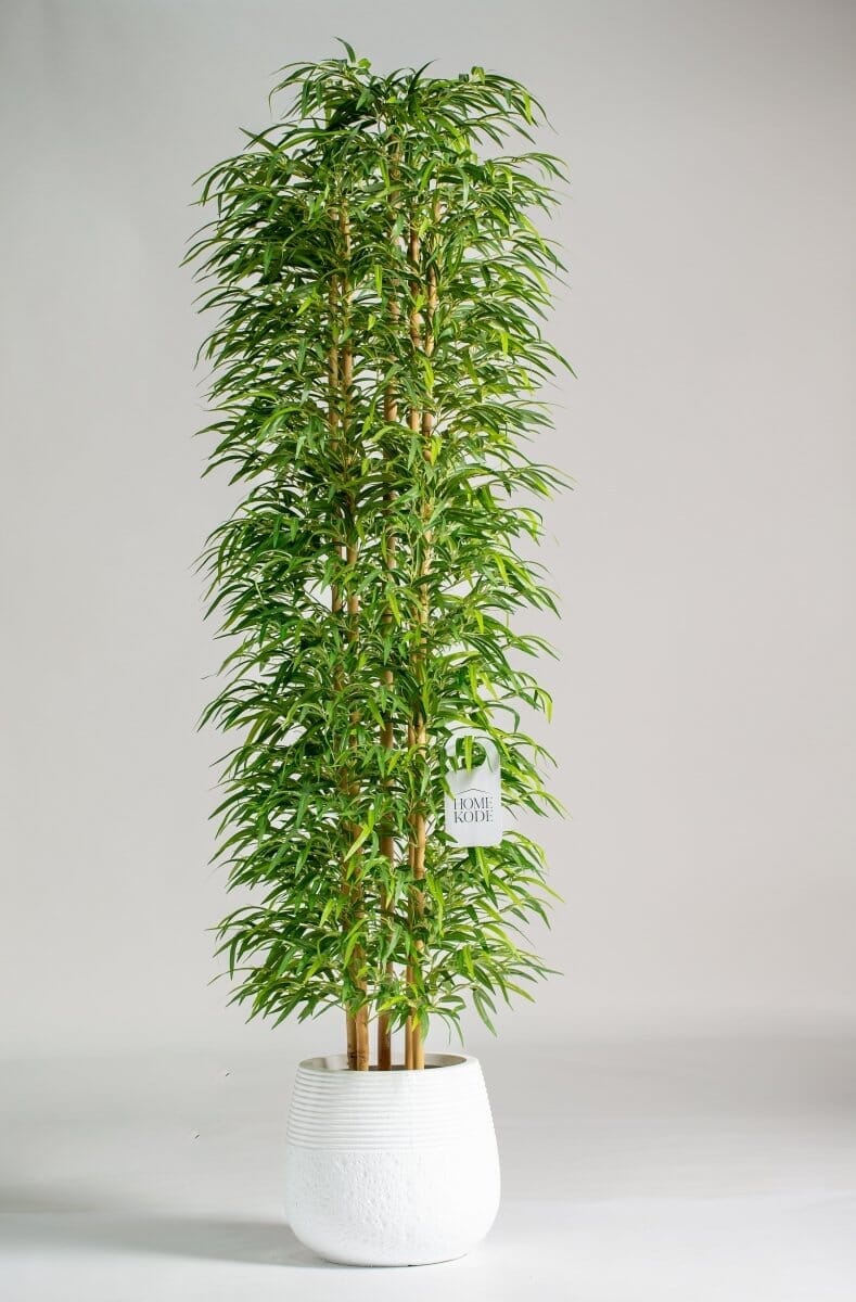 Bambooificial Plant (Pot not included)