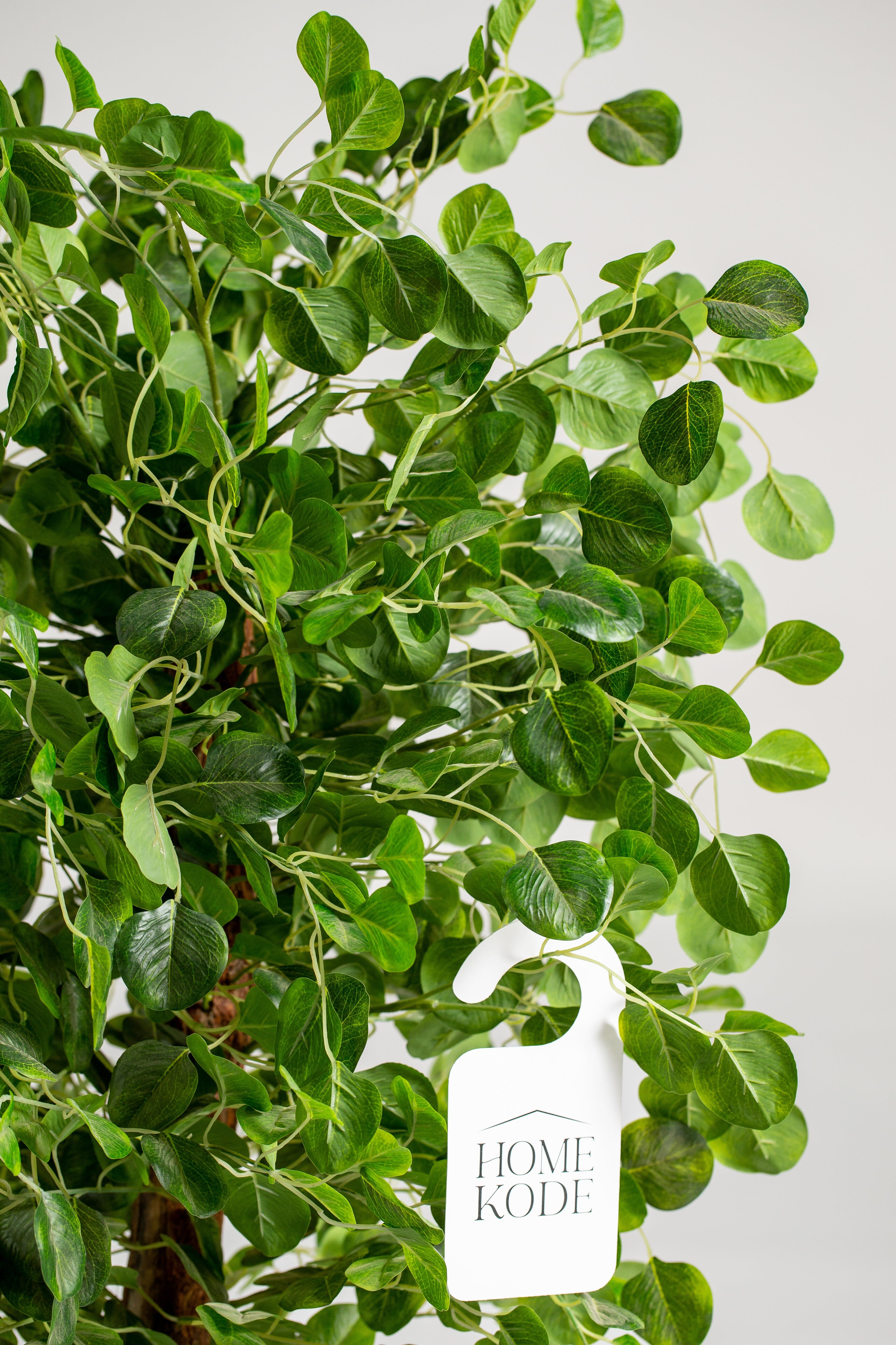 Eucalyptus Tree (Pot not included) Homekode