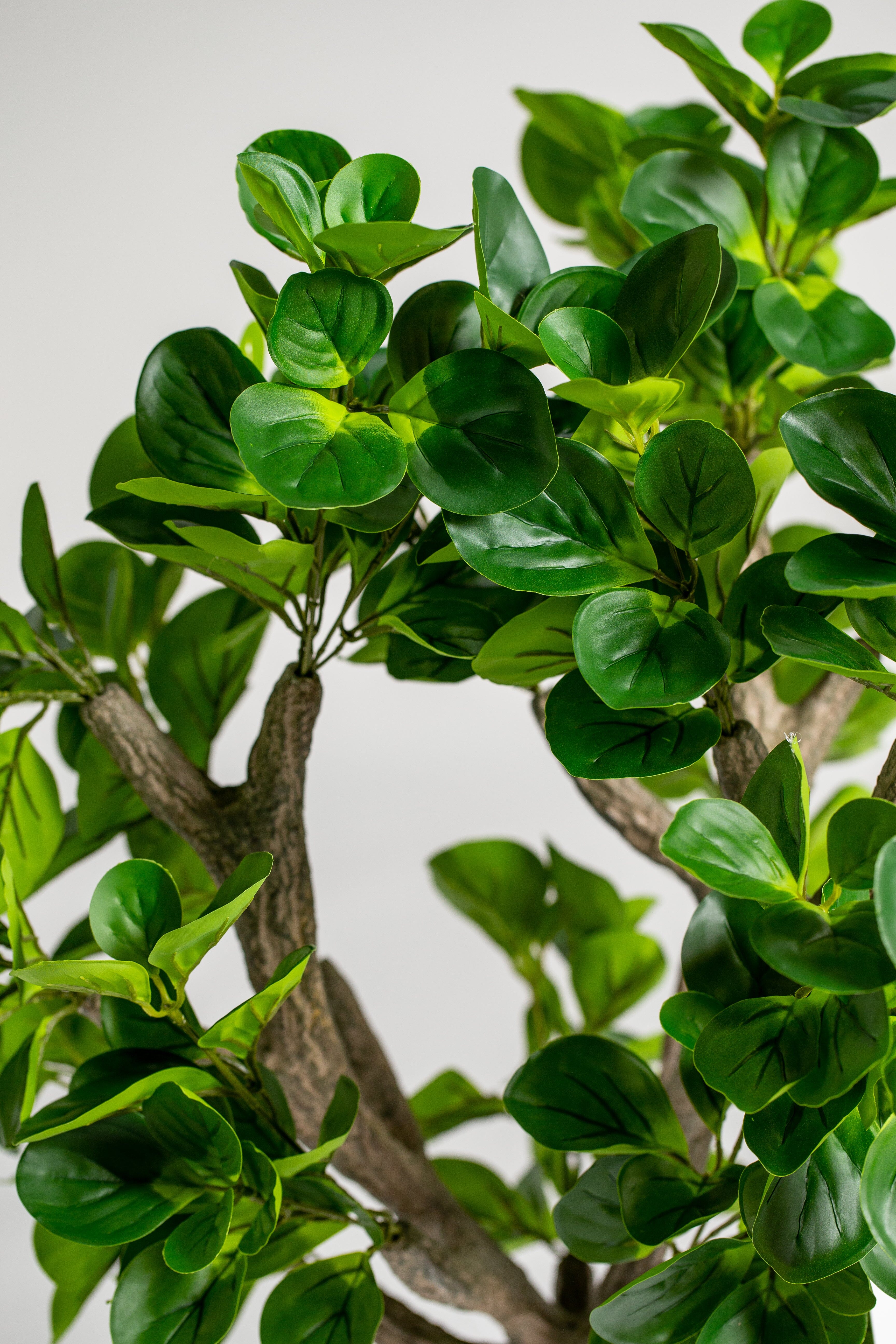 Ficus Tree (Pot not included) Homekode