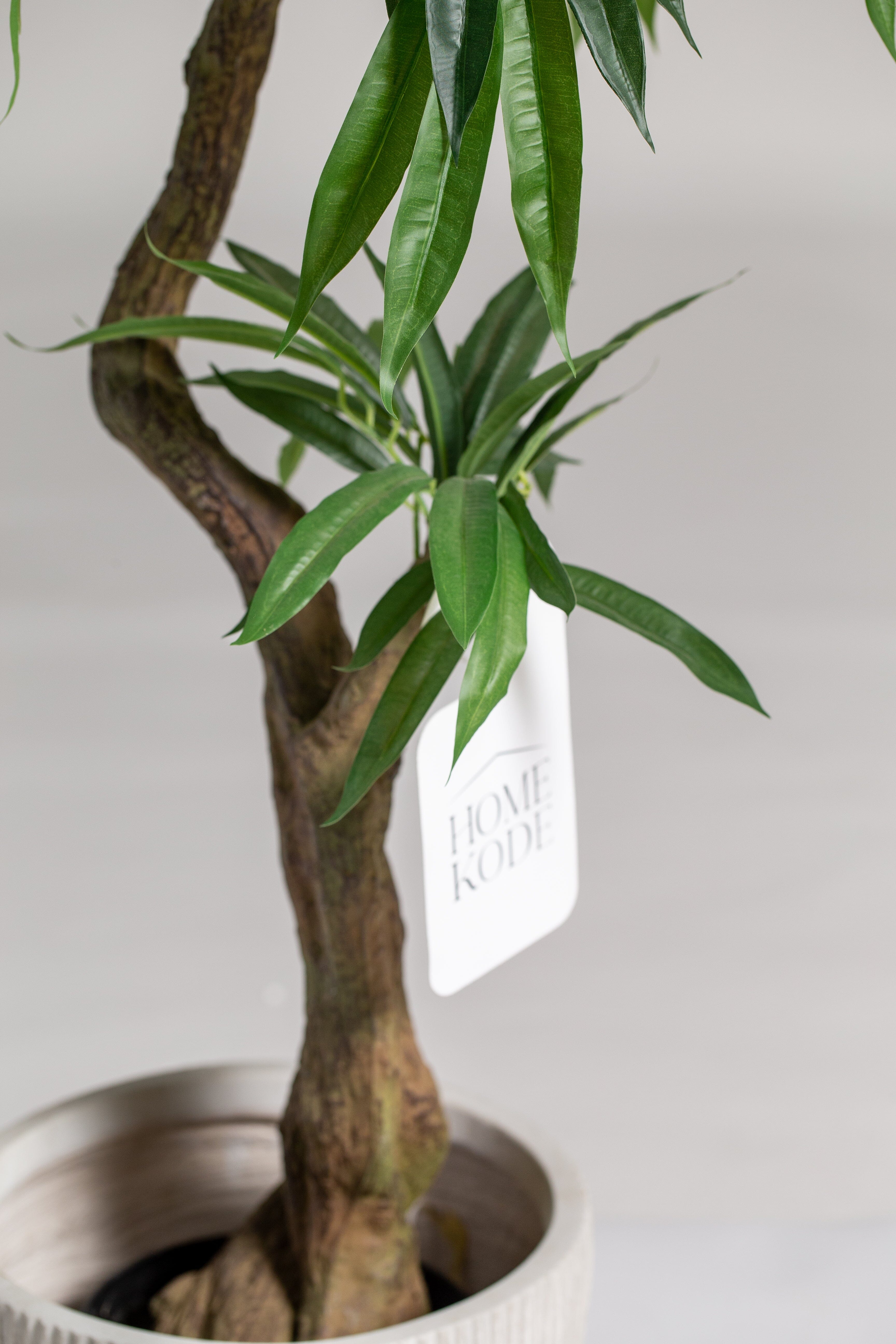 Ficus Plant (Pot not included) Homekode