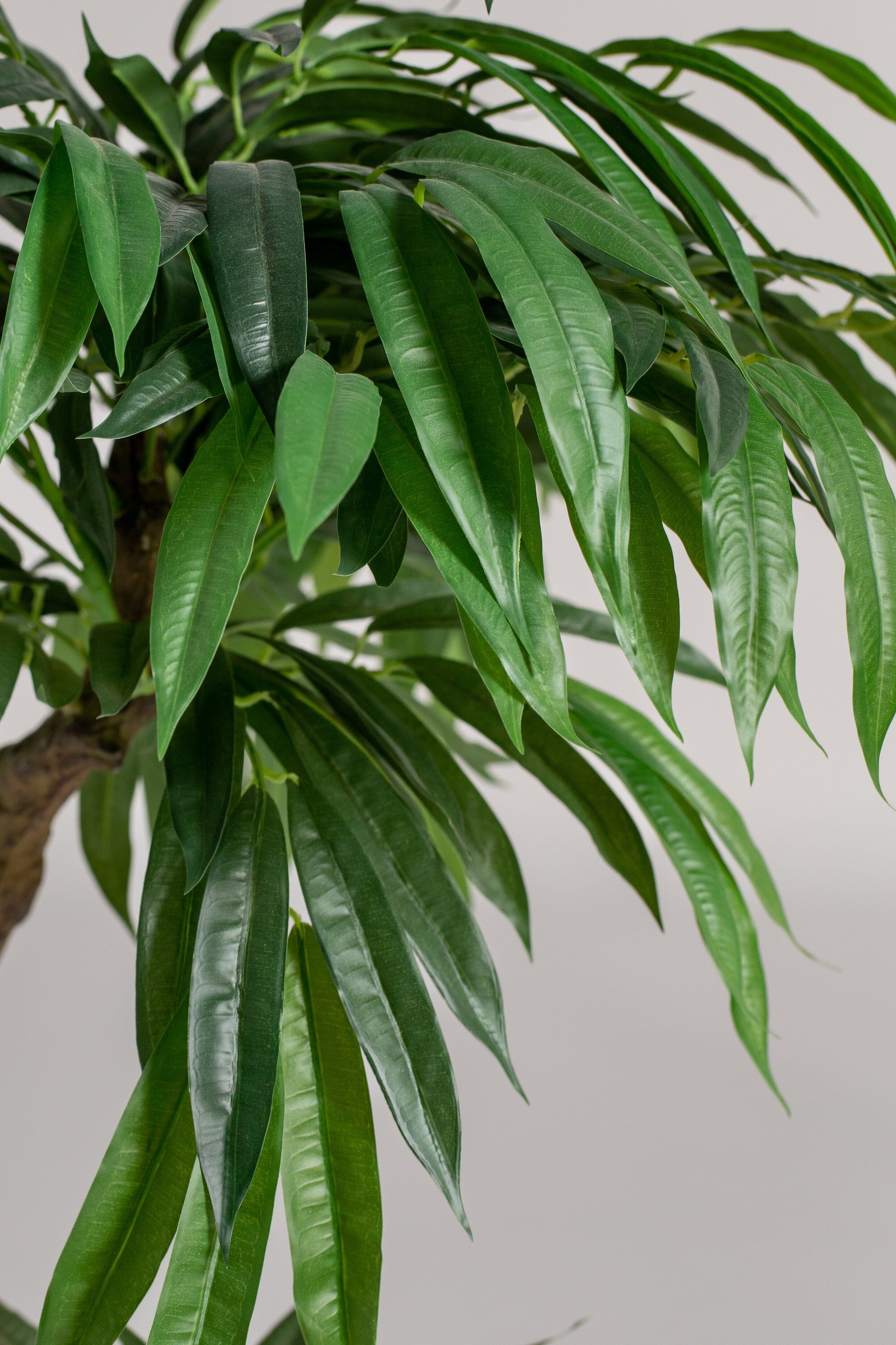 Ficus Plant (Pot not included) Homekode