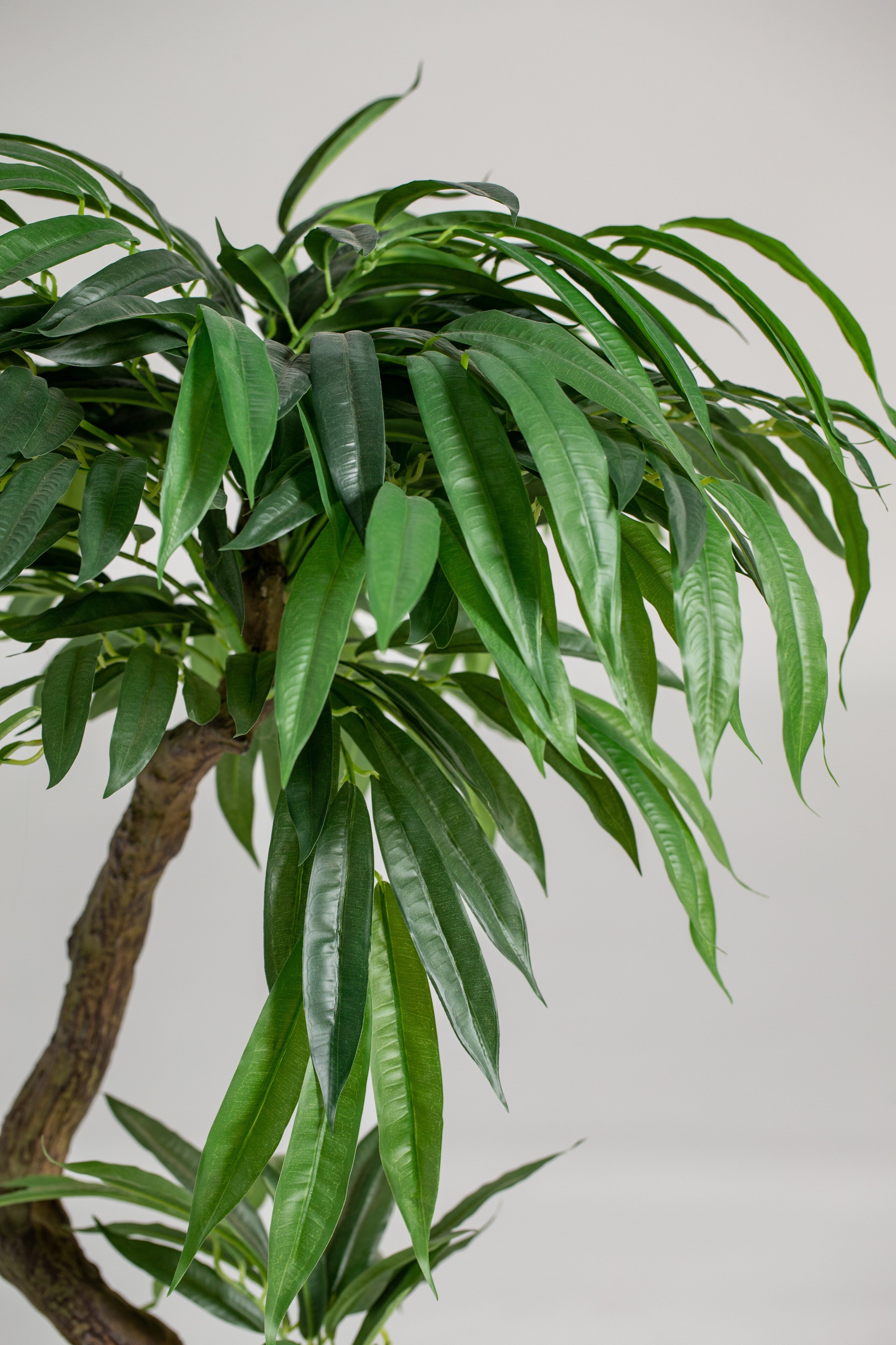 Ficus Plant (Pot not included) Homekode