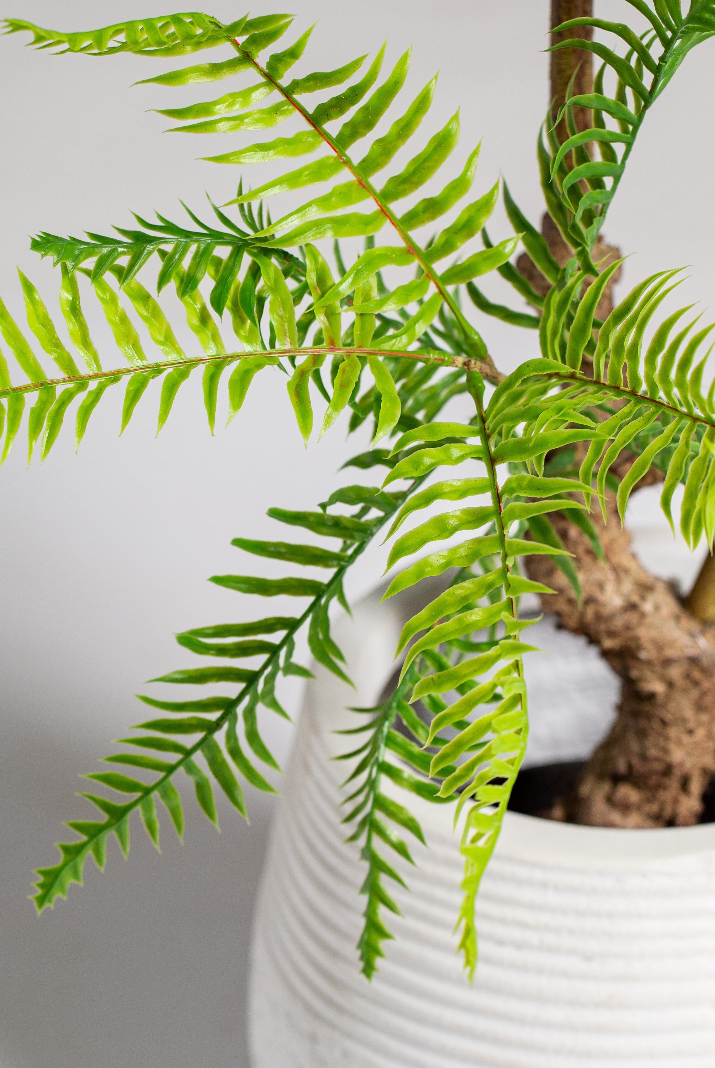 Fernificial Plant (Pot not included) Homekode