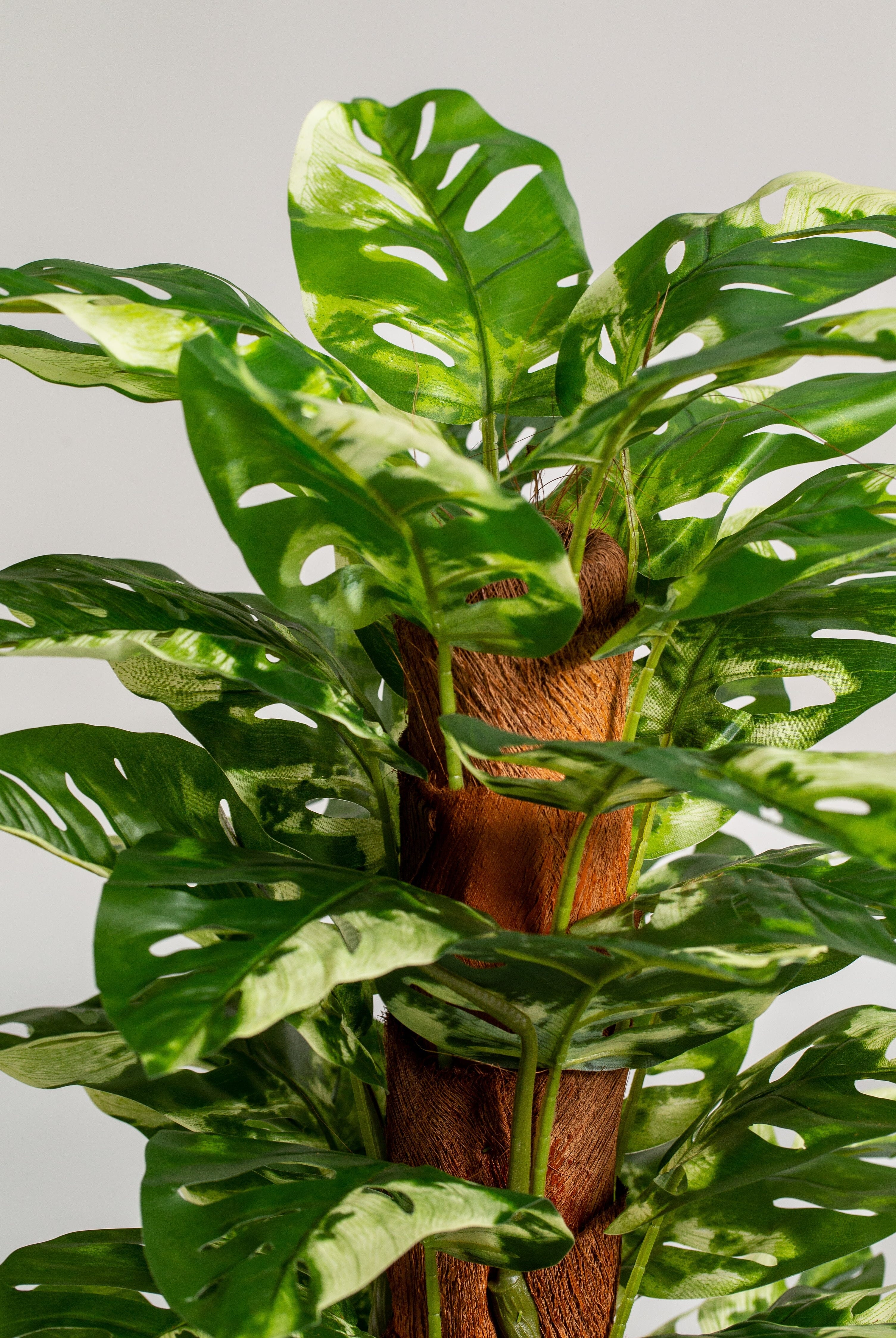 Monsteraificial Long Plant (Pot not included) Homekode