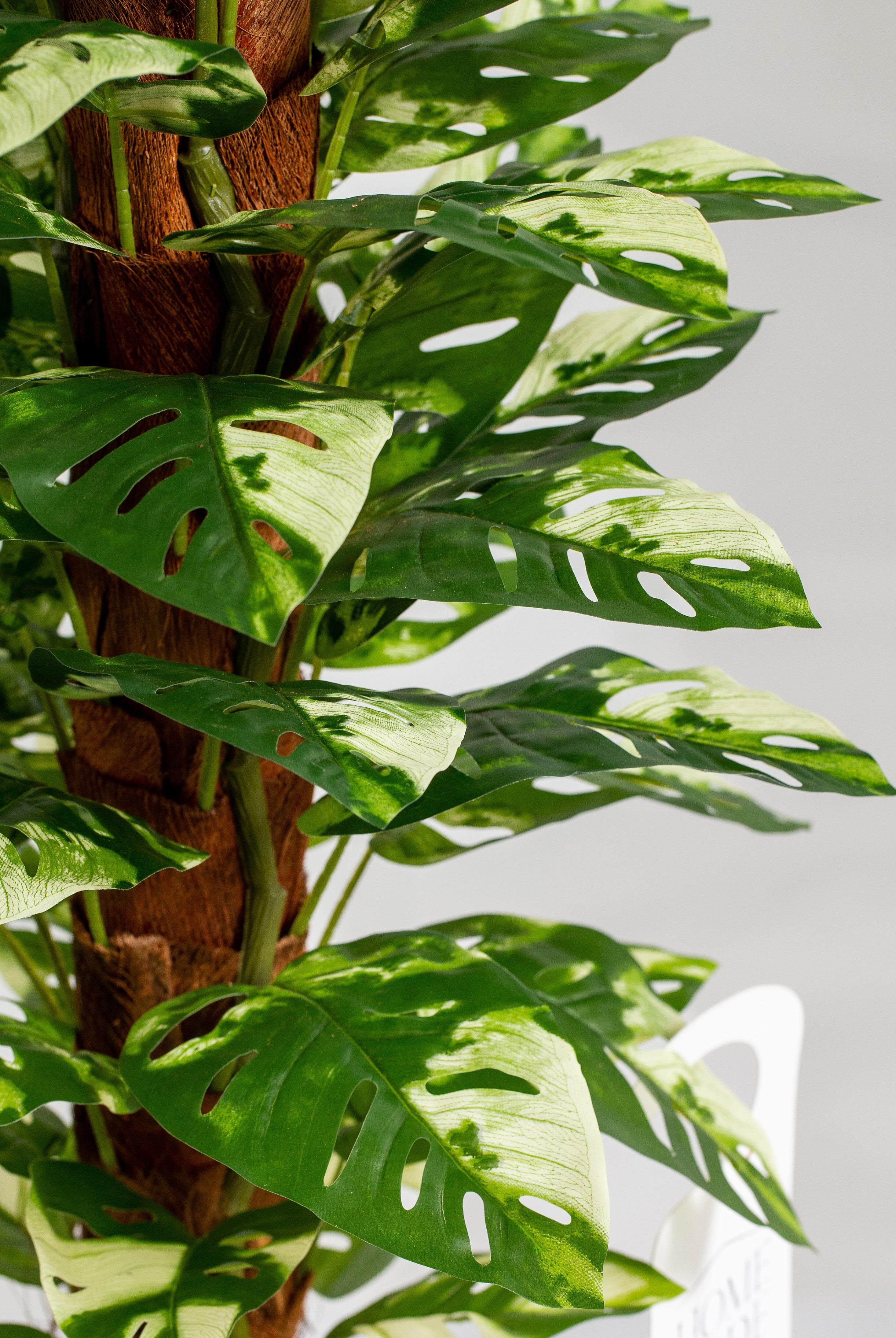 Monsteraificial Long Plant (Pot not included) Homekode