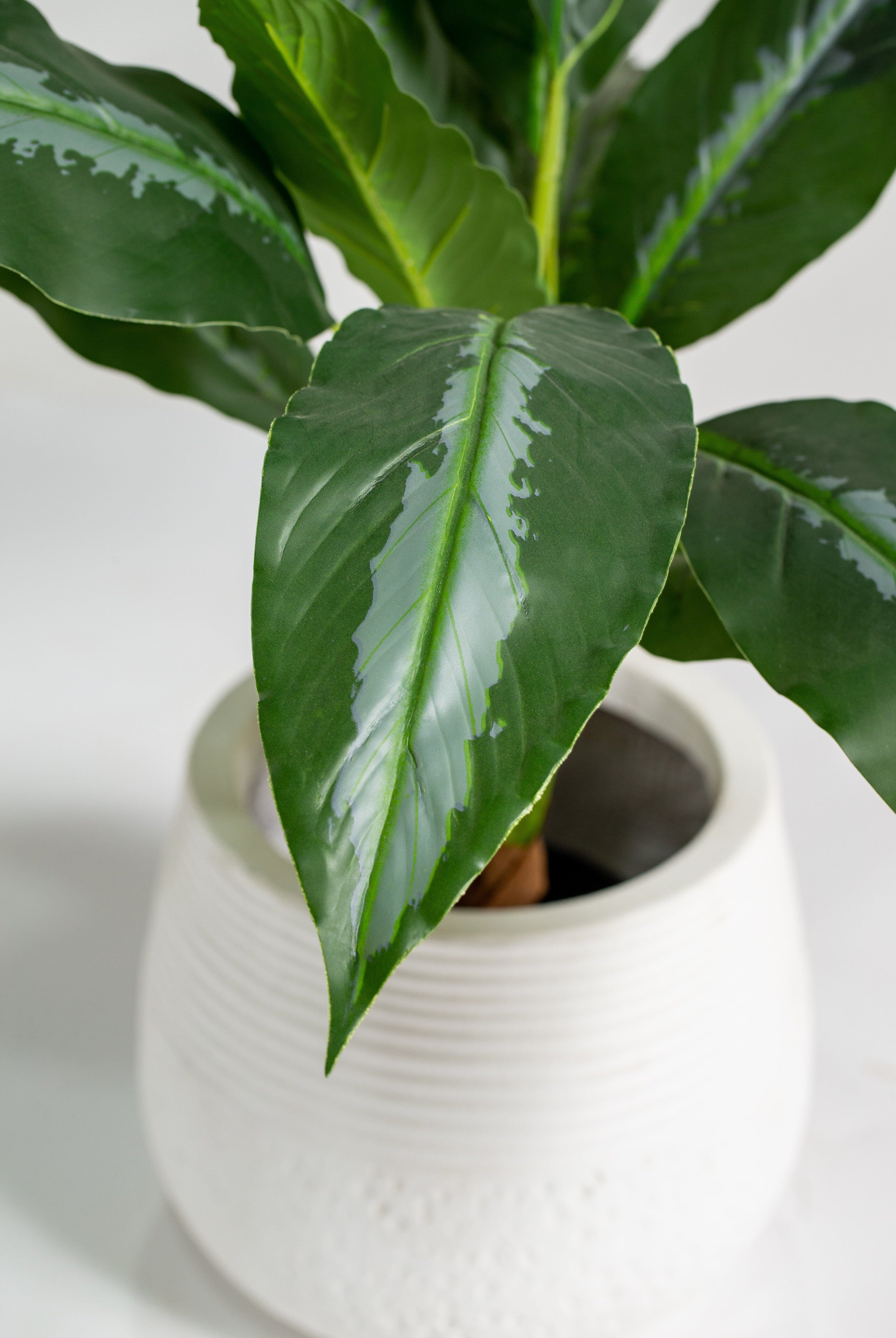 Dumb Canesificial Plant (Pot not included) Homekode