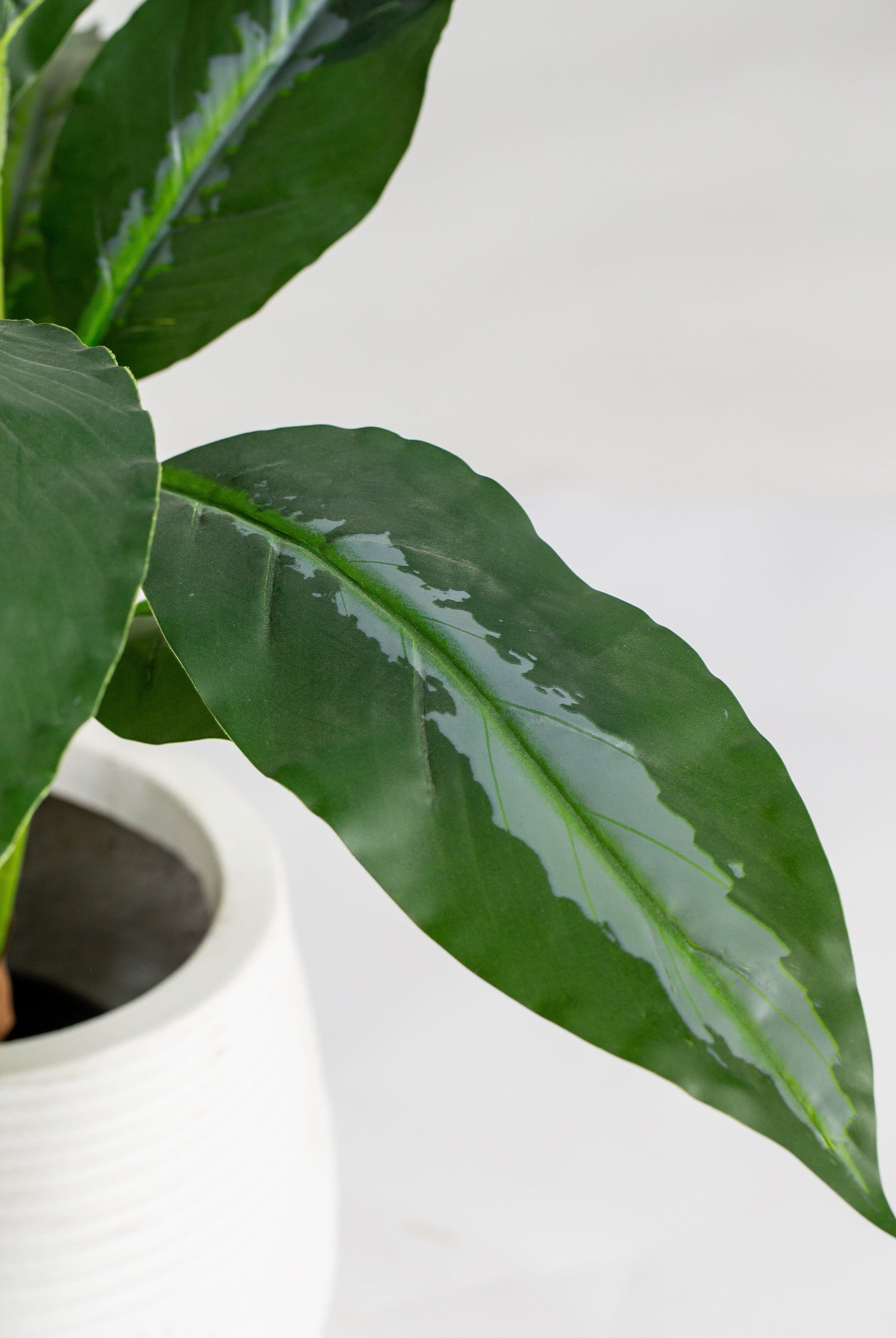 Dumb Canesificial Plant (Pot not included) Homekode