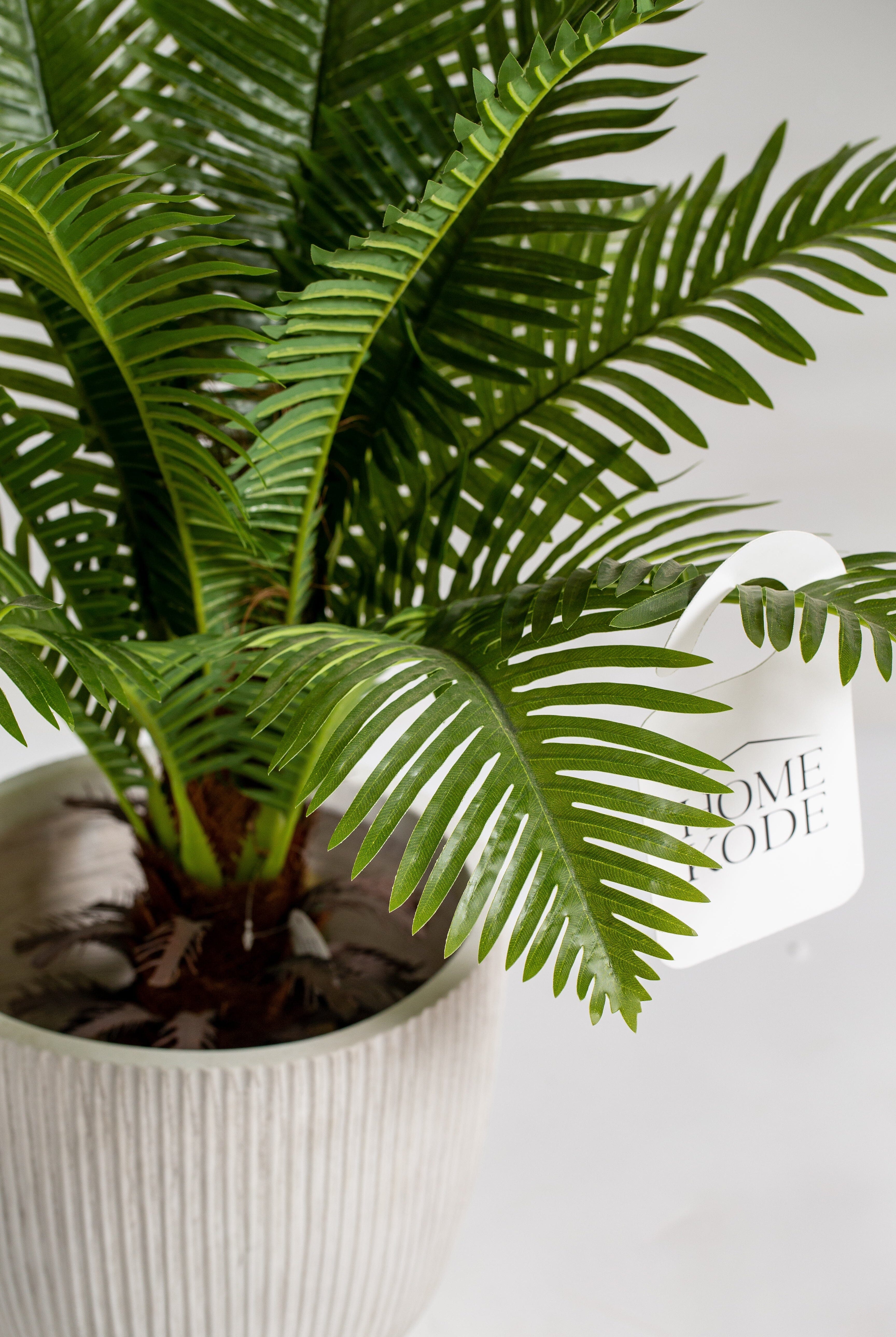 Cycas Palmificial plant (Pot not included) Homekode