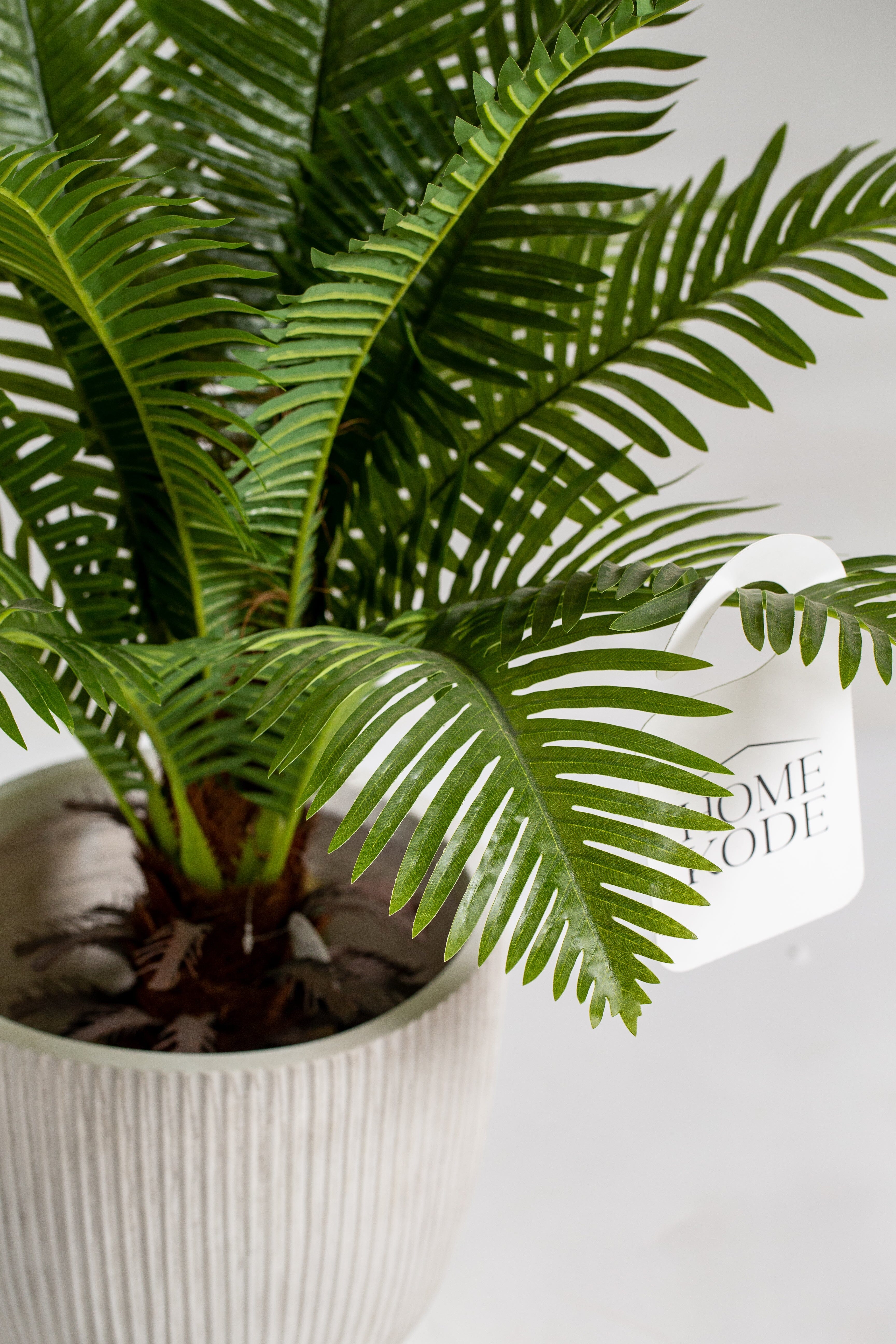 Cycas Palmificial plant (Pot not included) Homekode