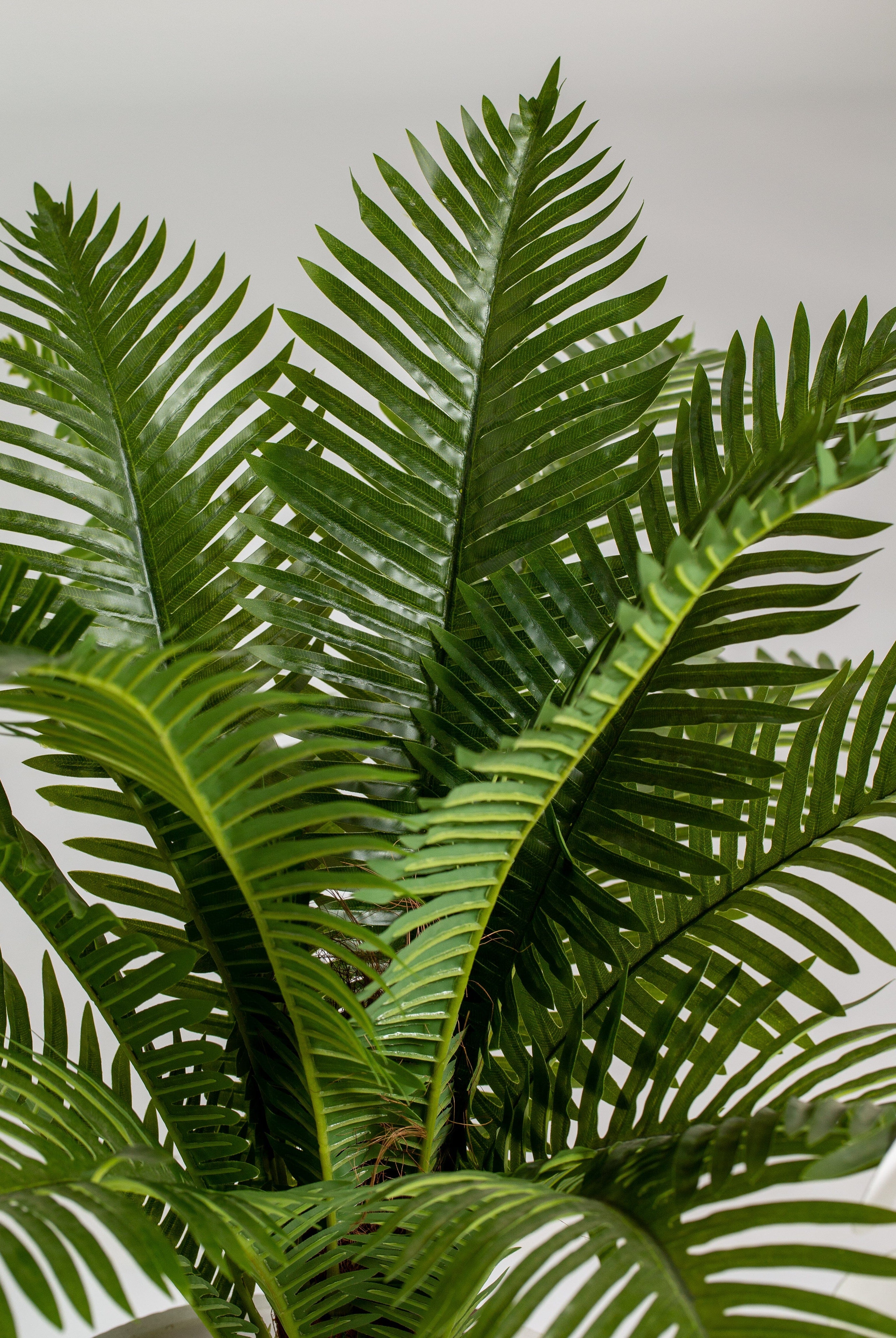 Cycas Palmificial plant (Pot not included) Homekode
