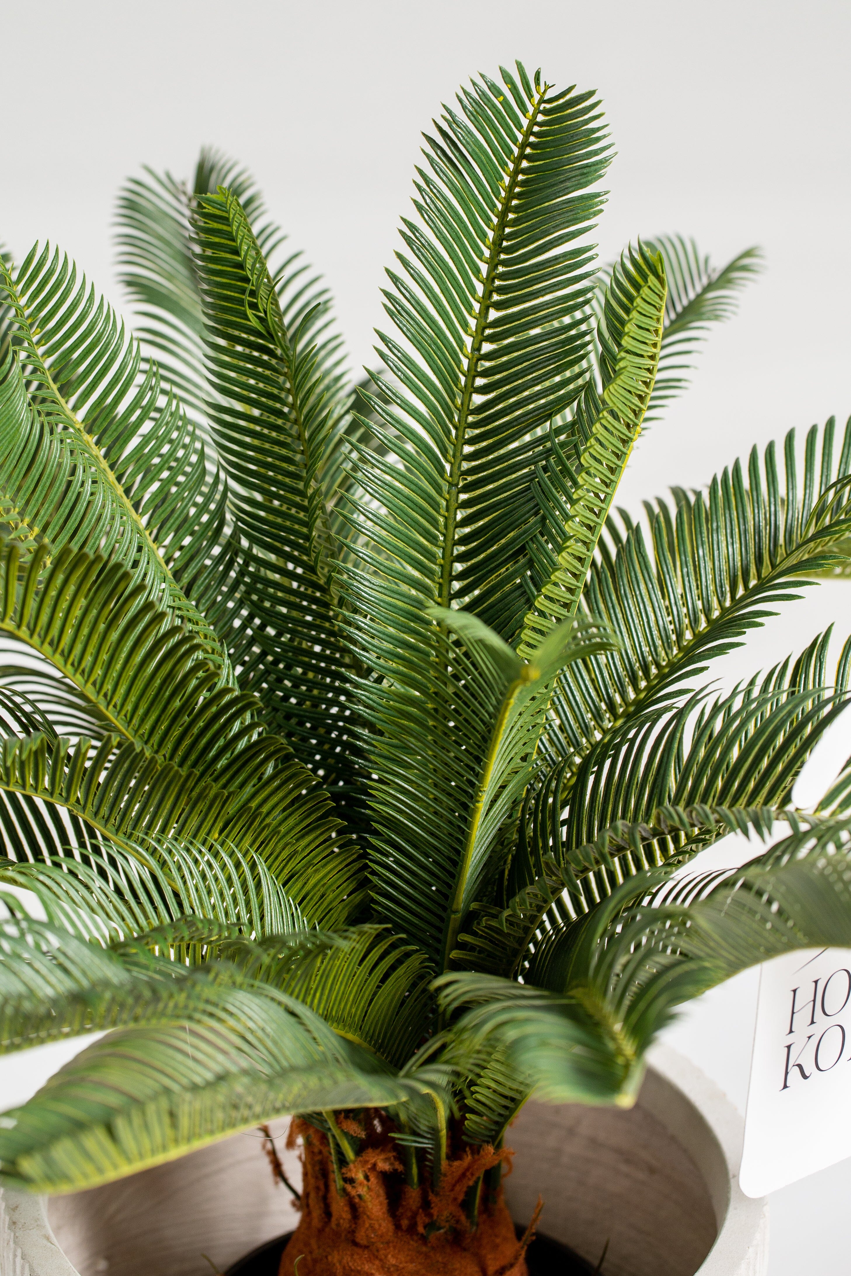 Cycasificial Plant (Pot Not Included) Homekode