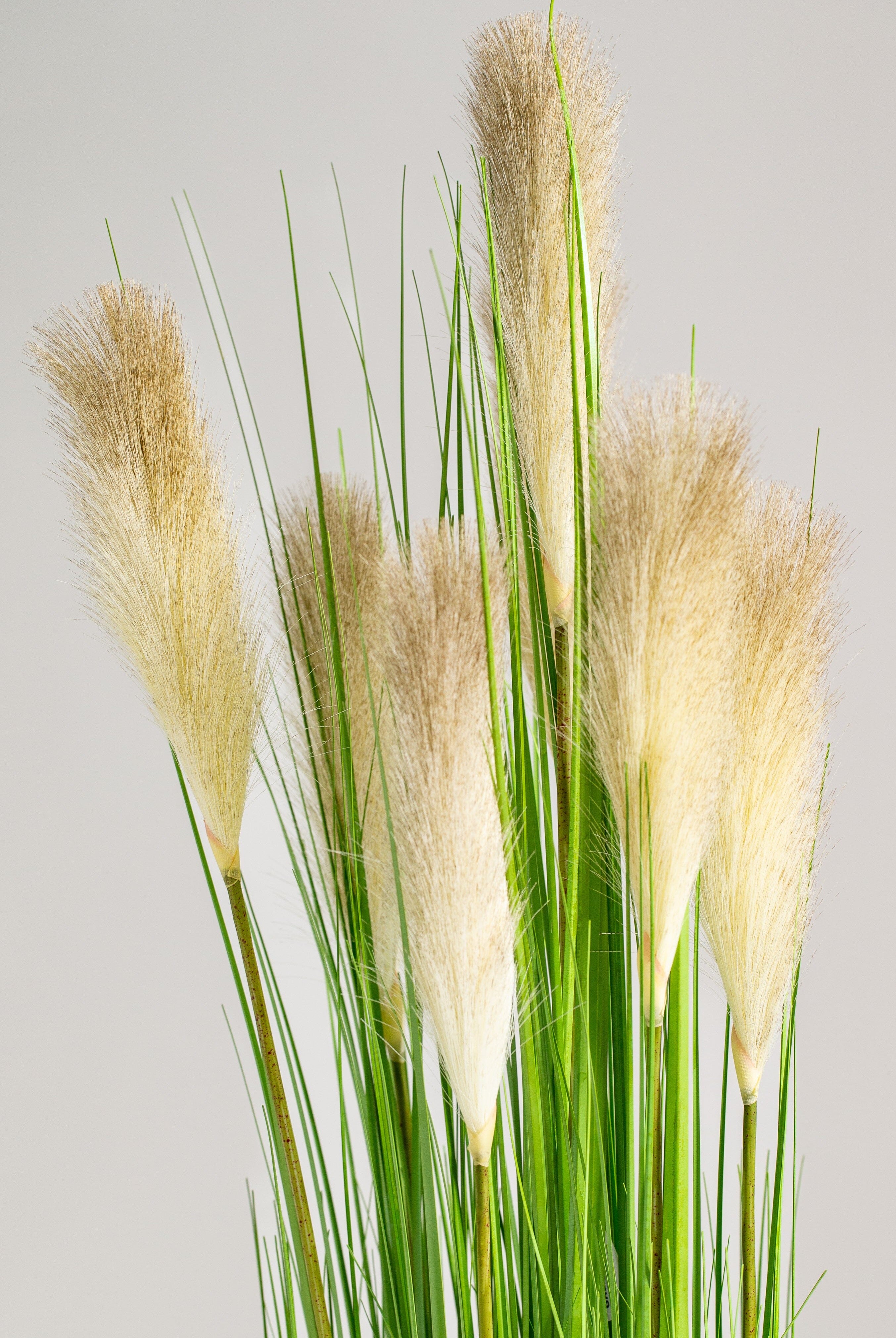 Fountain grassificial Plant (Pot not included) Homekode