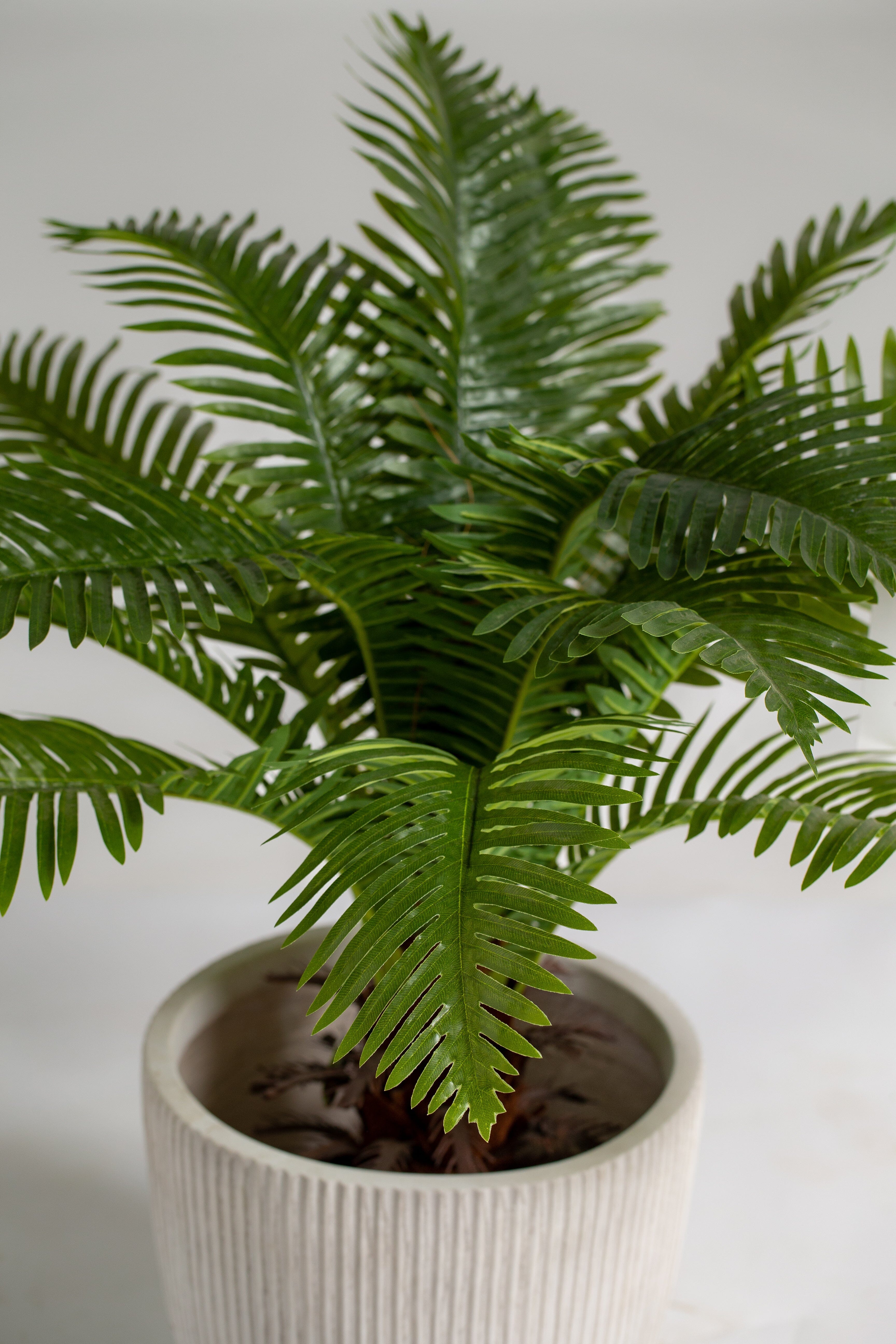 Oceaniopteris gibbaificial Plant (Pot not included) Homekode