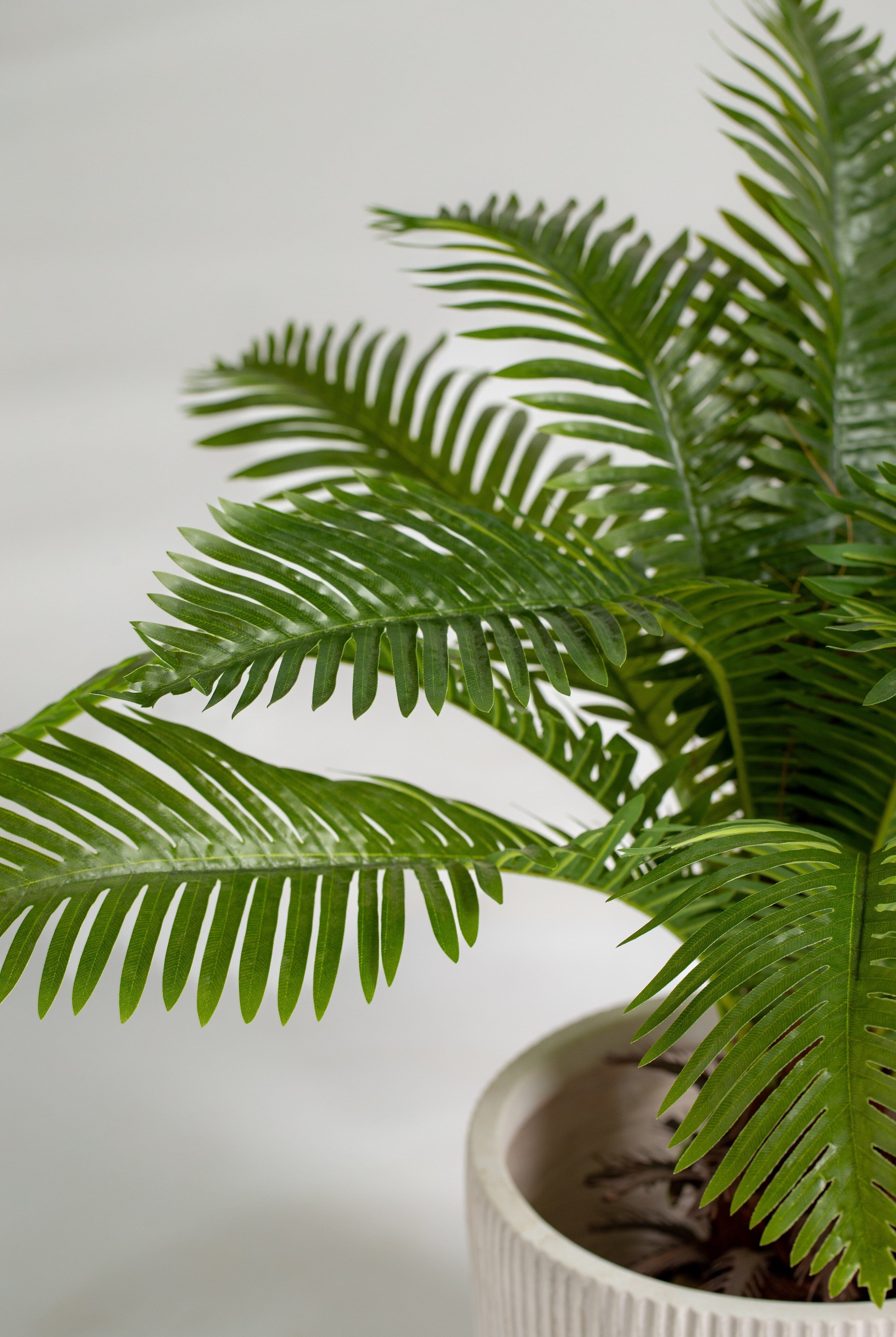 Oceaniopteris gibbaificial Plant (Pot not included) Homekode