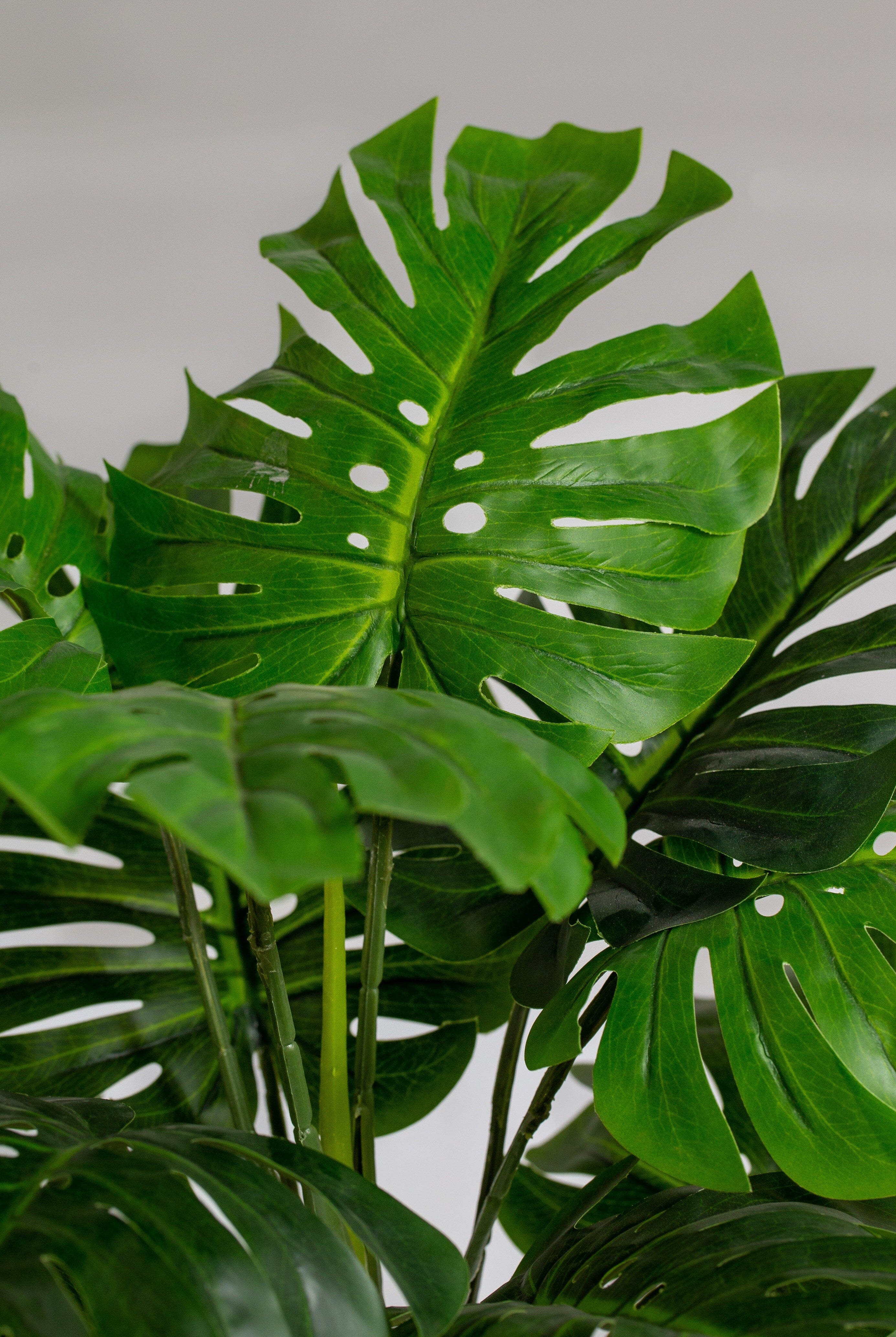 Swiss cheeseificial Plant (Pot not included) Homekode