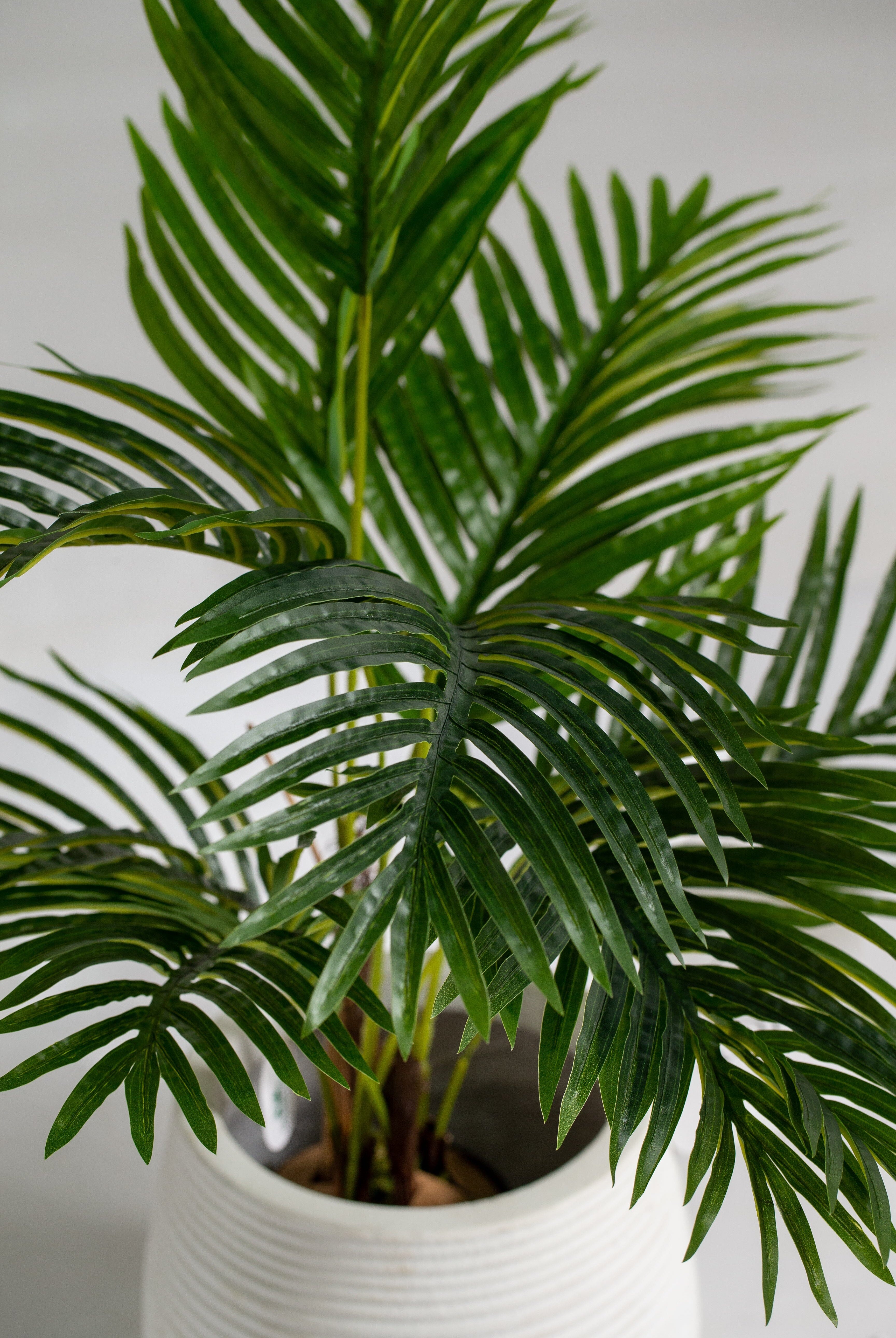 Cycasificial Plant (Pot not included) Homekode