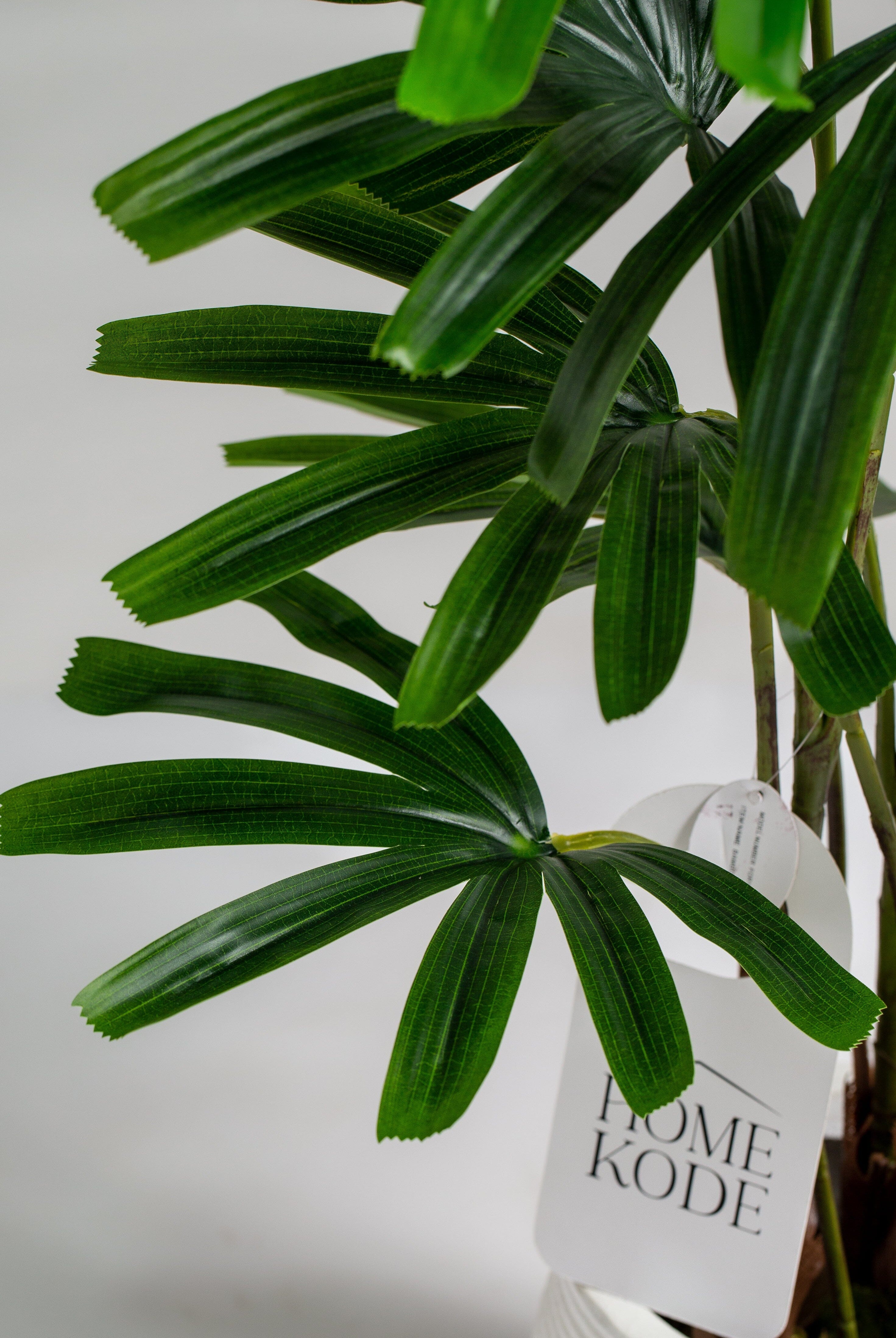 Broadleaf lady palmificial Plant (Pot not included) Homekode