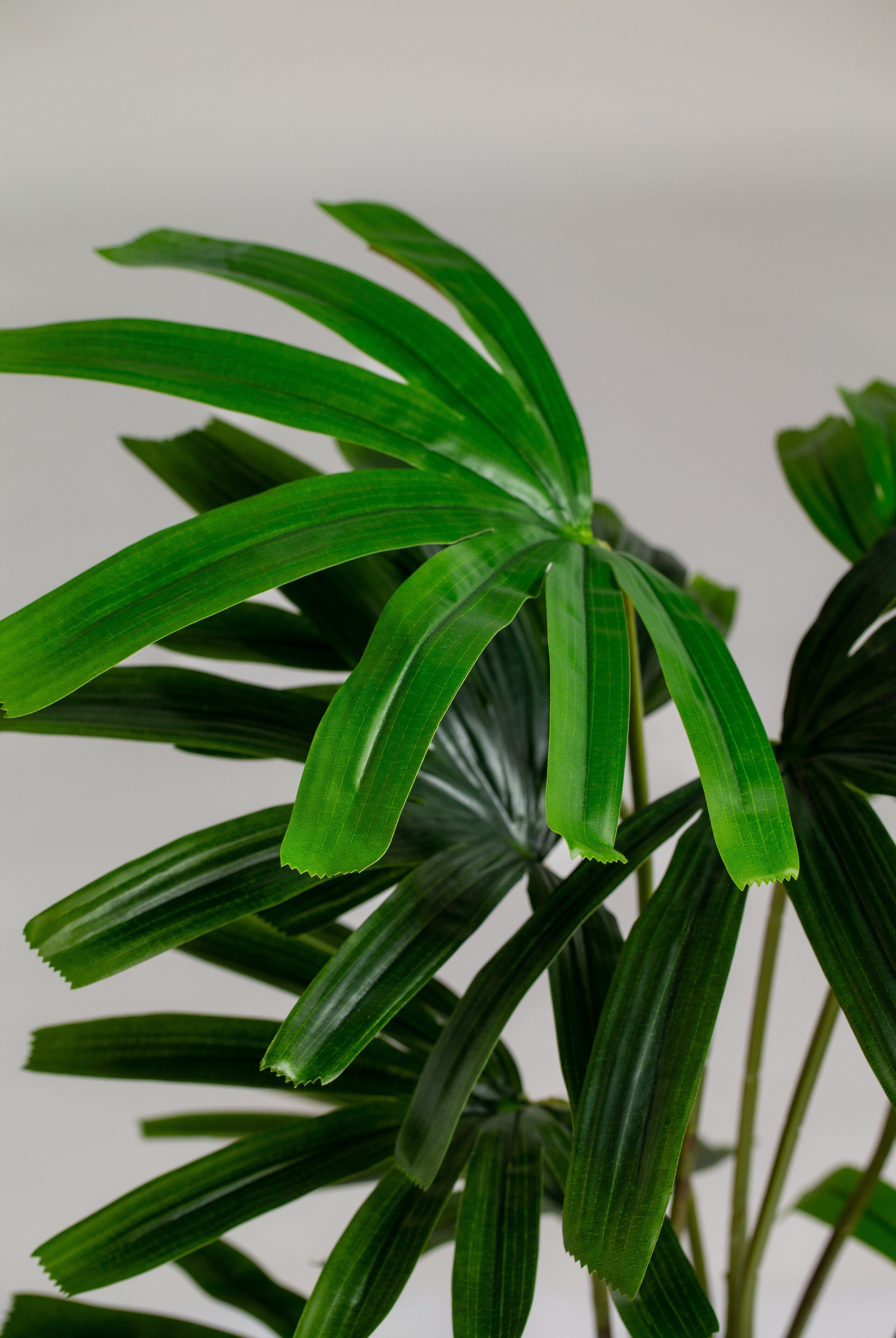 Broadleaf lady palmificial Plant (Pot not included) Homekode