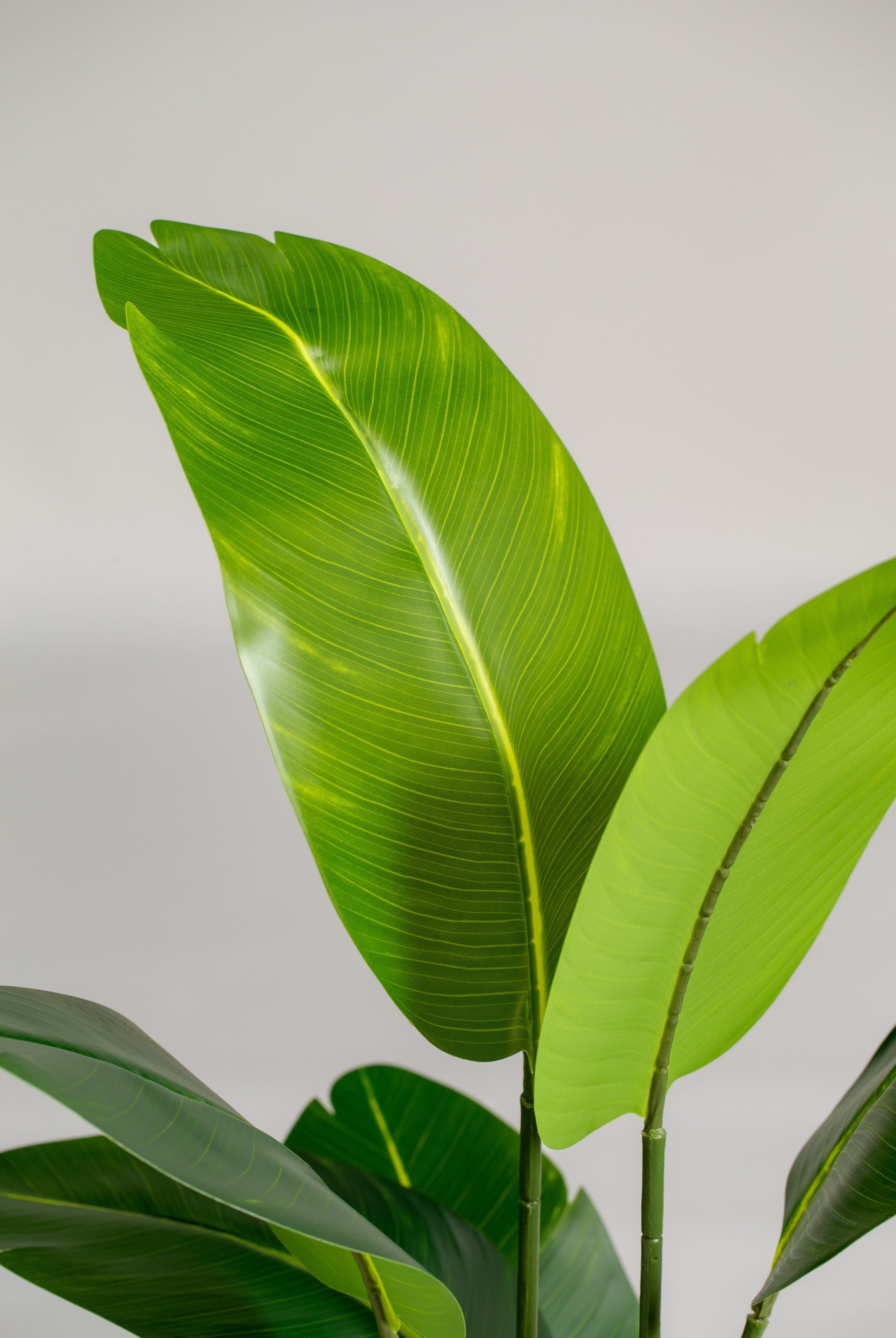 Strelitziaificial Plant (Pot not included) Homekode