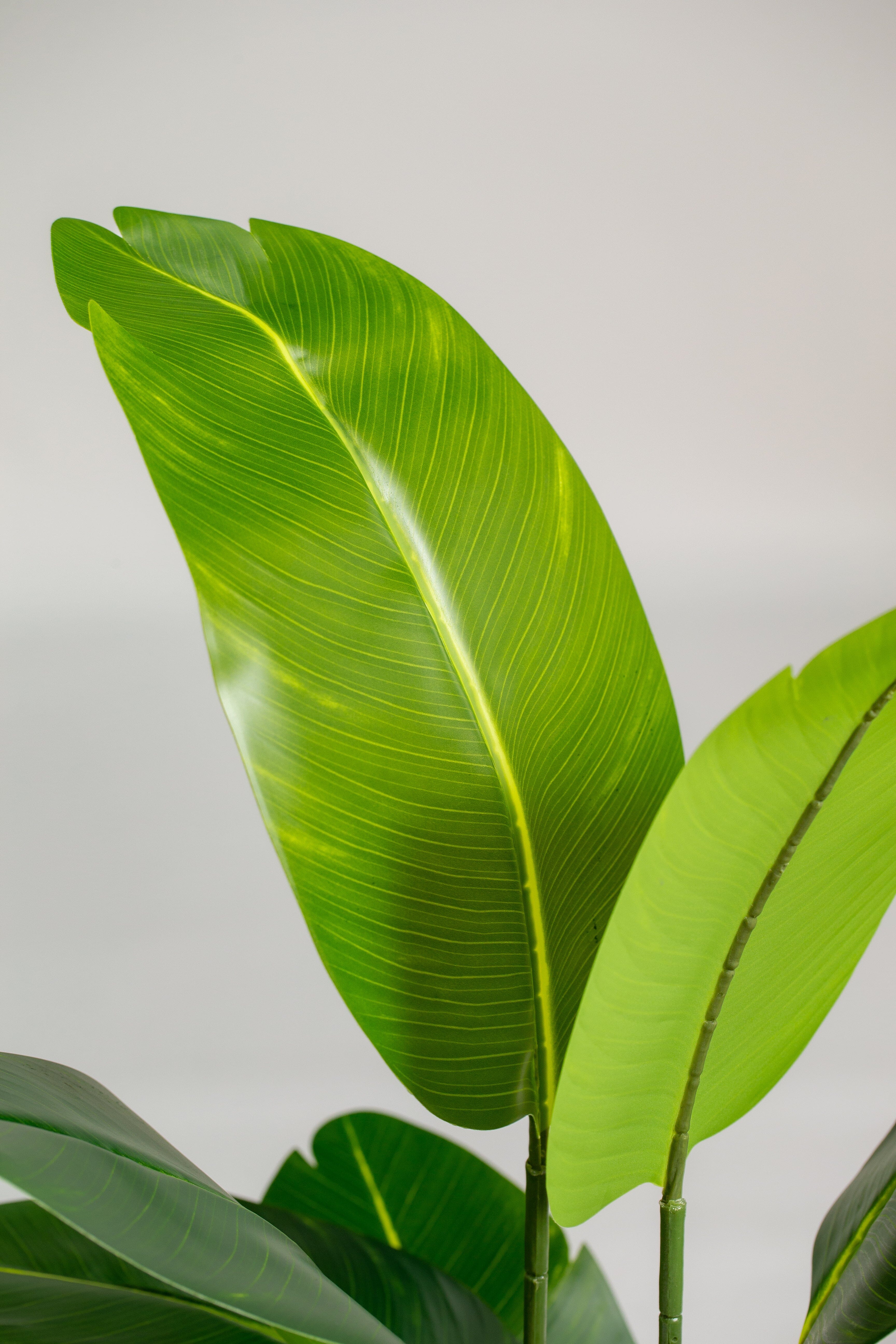 Strelitziaificial Plant (Pot not included) Homekode