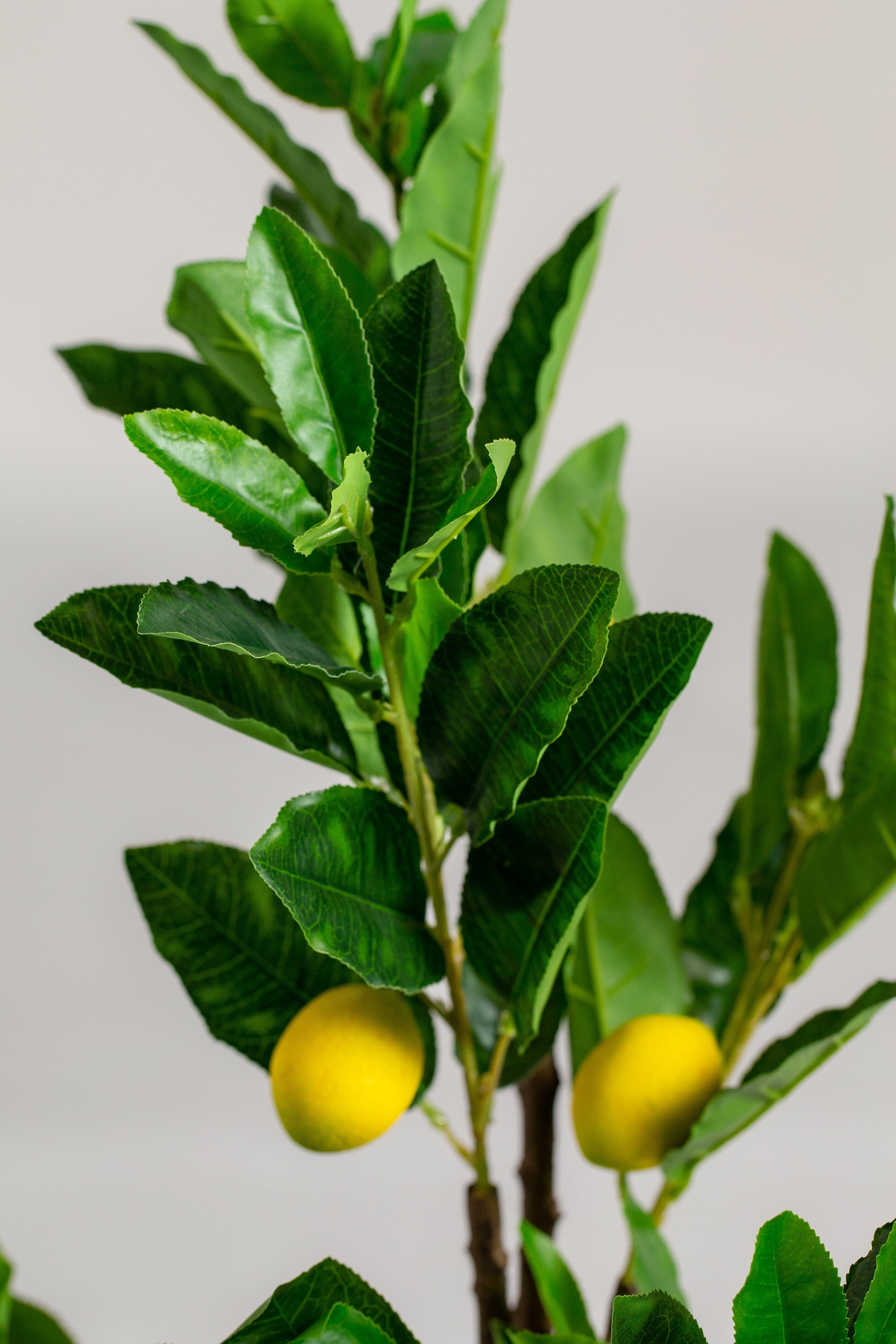 60 of (Plant n 1)ificial Plant Homekode