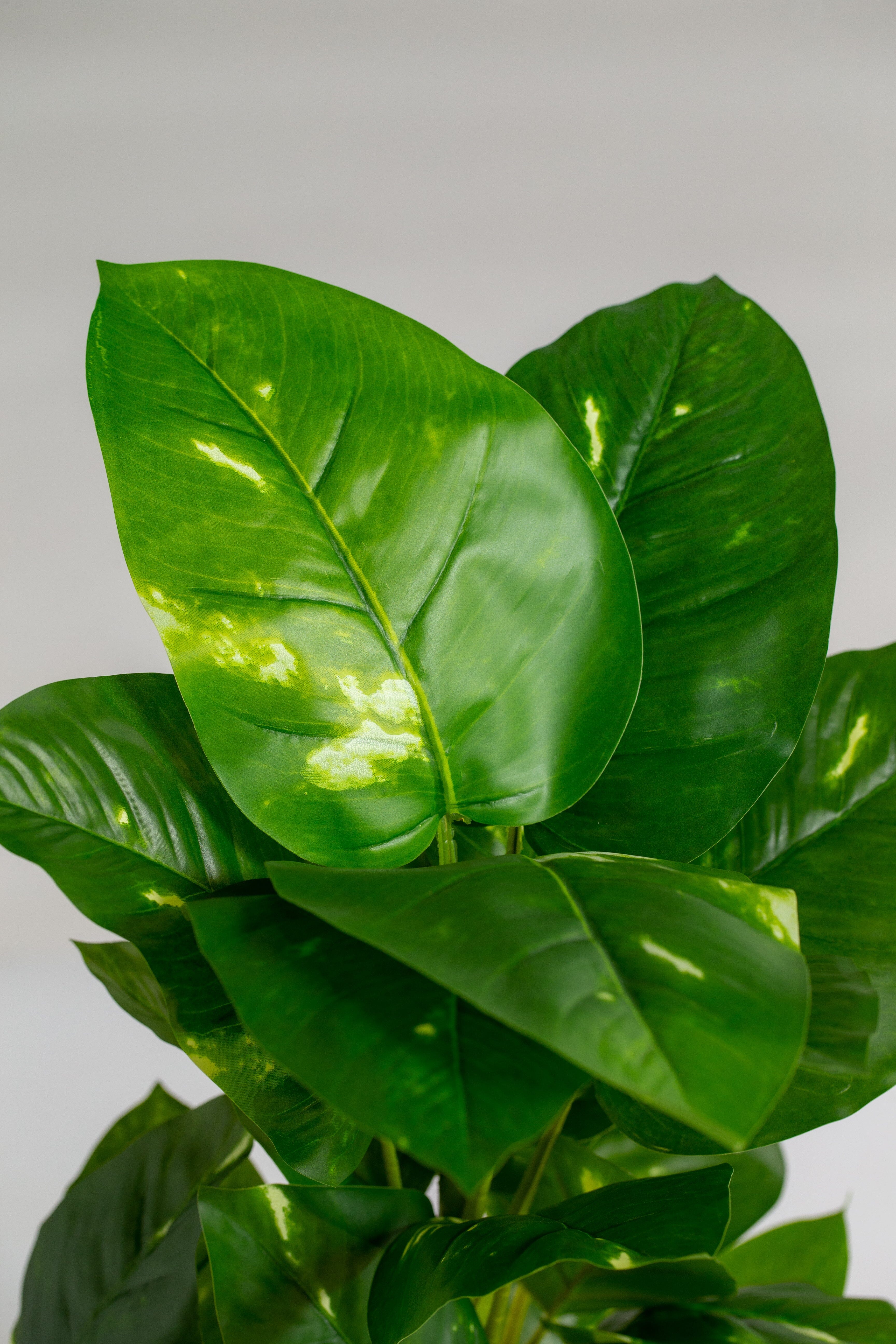 Epipremnum Pinnatumificial Plant (Pot not included) Homekode