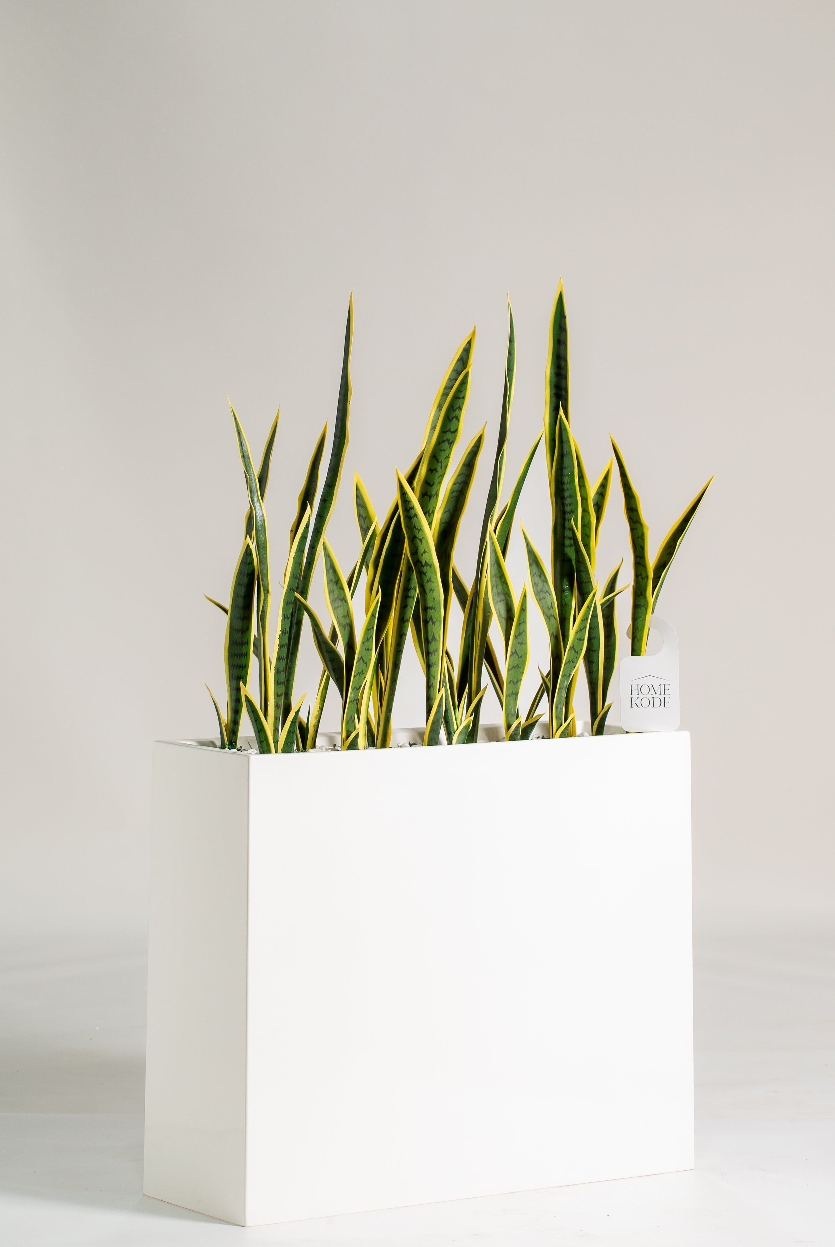 Dracaena Trifasciataificial Plant (Pot not included) Homekode