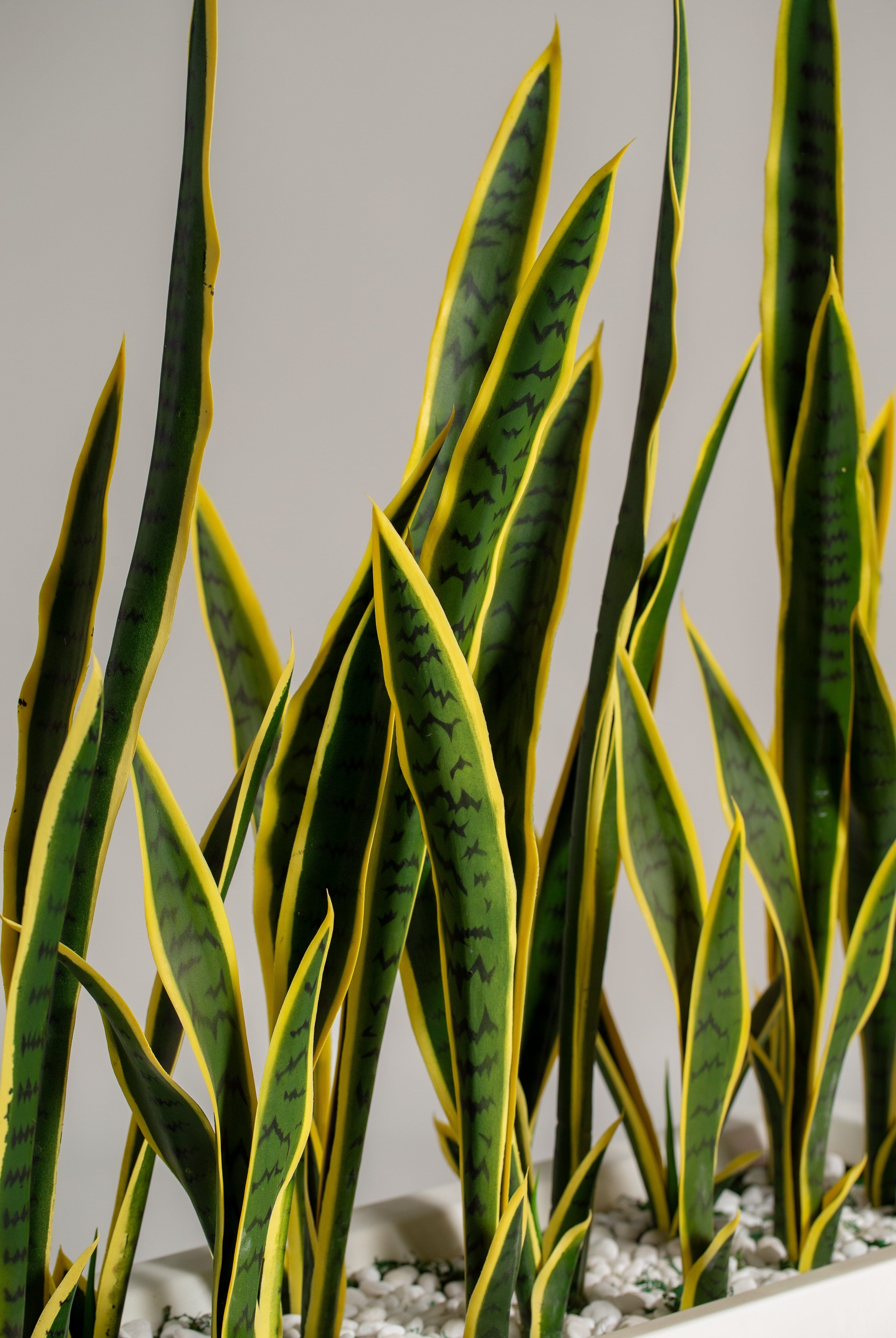 Dracaena Trifasciataificial Plant (Pot not included) Homekode