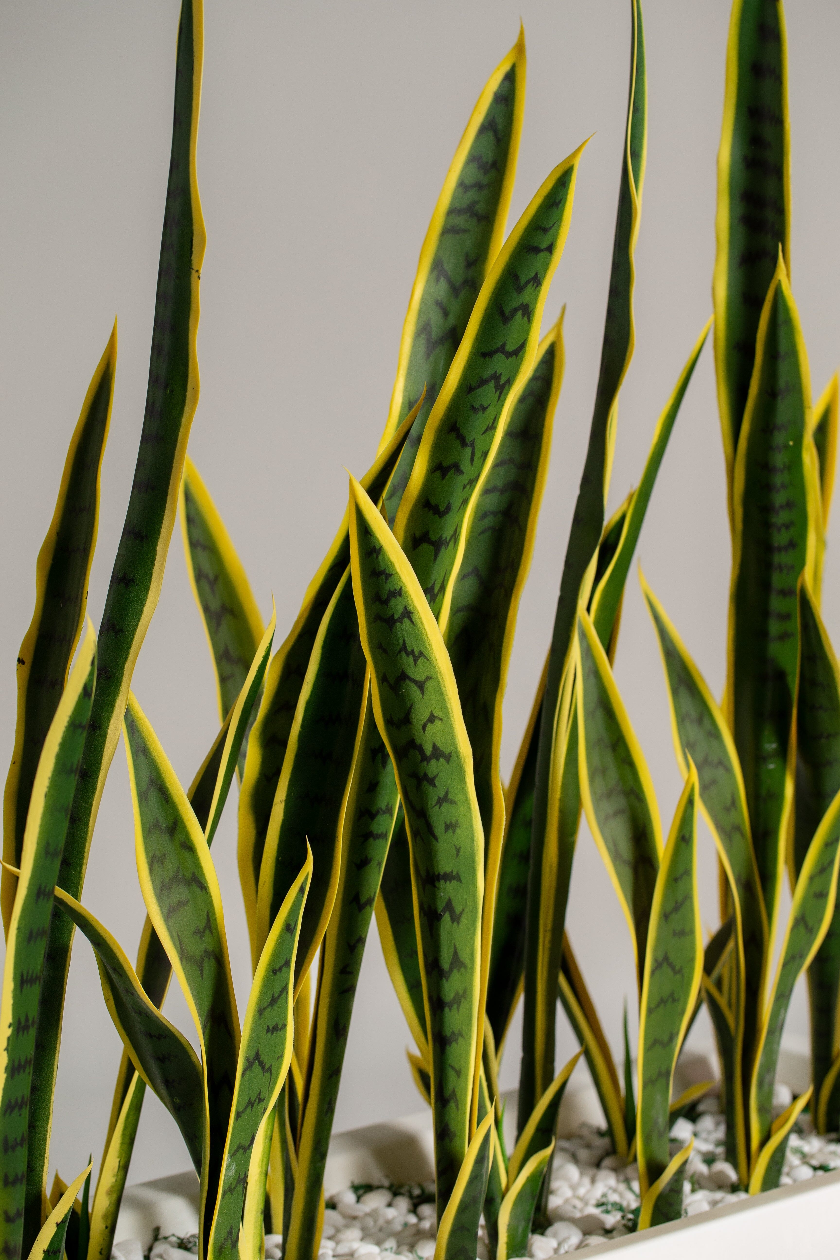 Dracaena Trifasciataificial Plant (Pot not included) Homekode