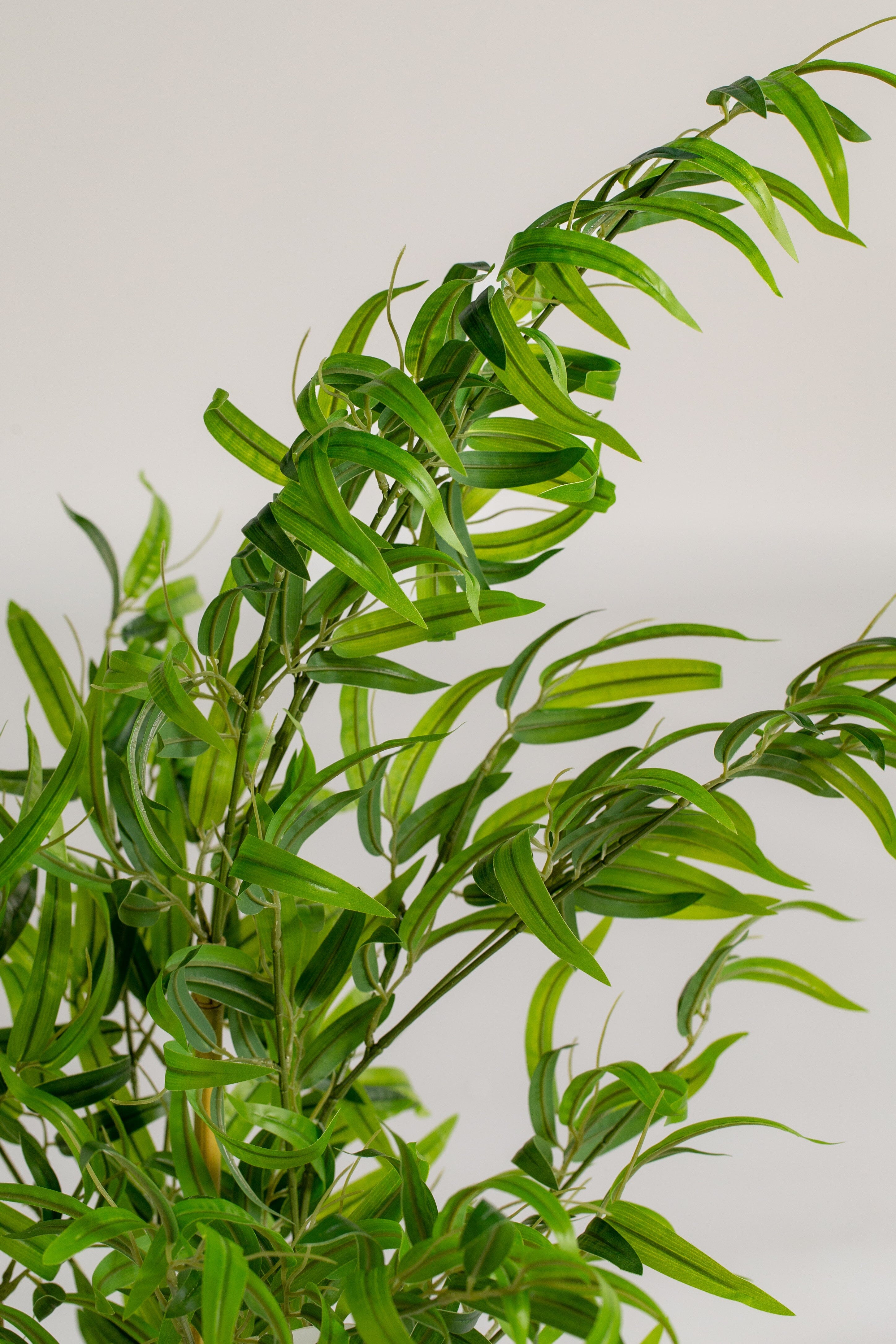 Bamboosificial Plant (Pot not included) Homekode