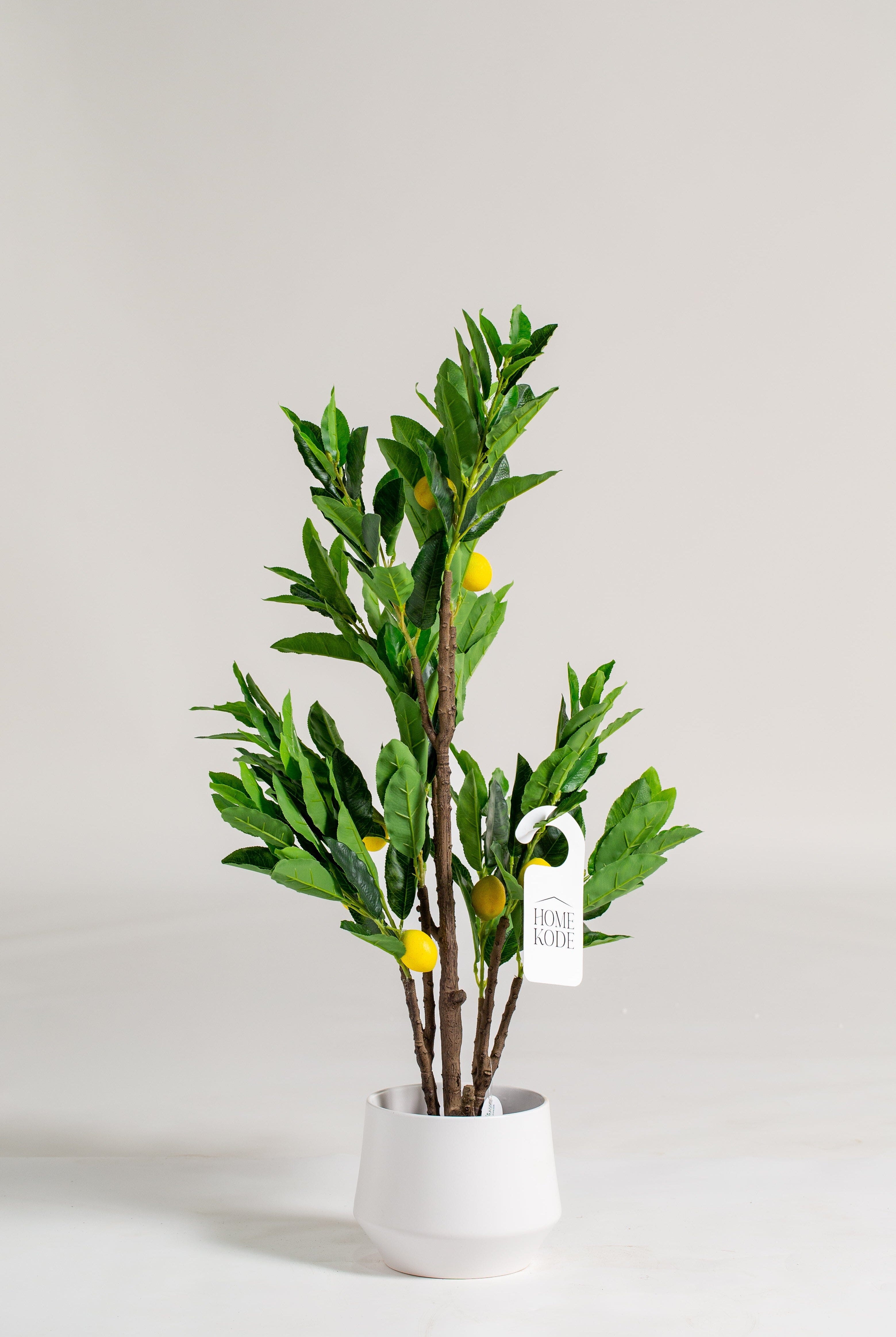 Lemonificial Plant (Pot not included) Homekode