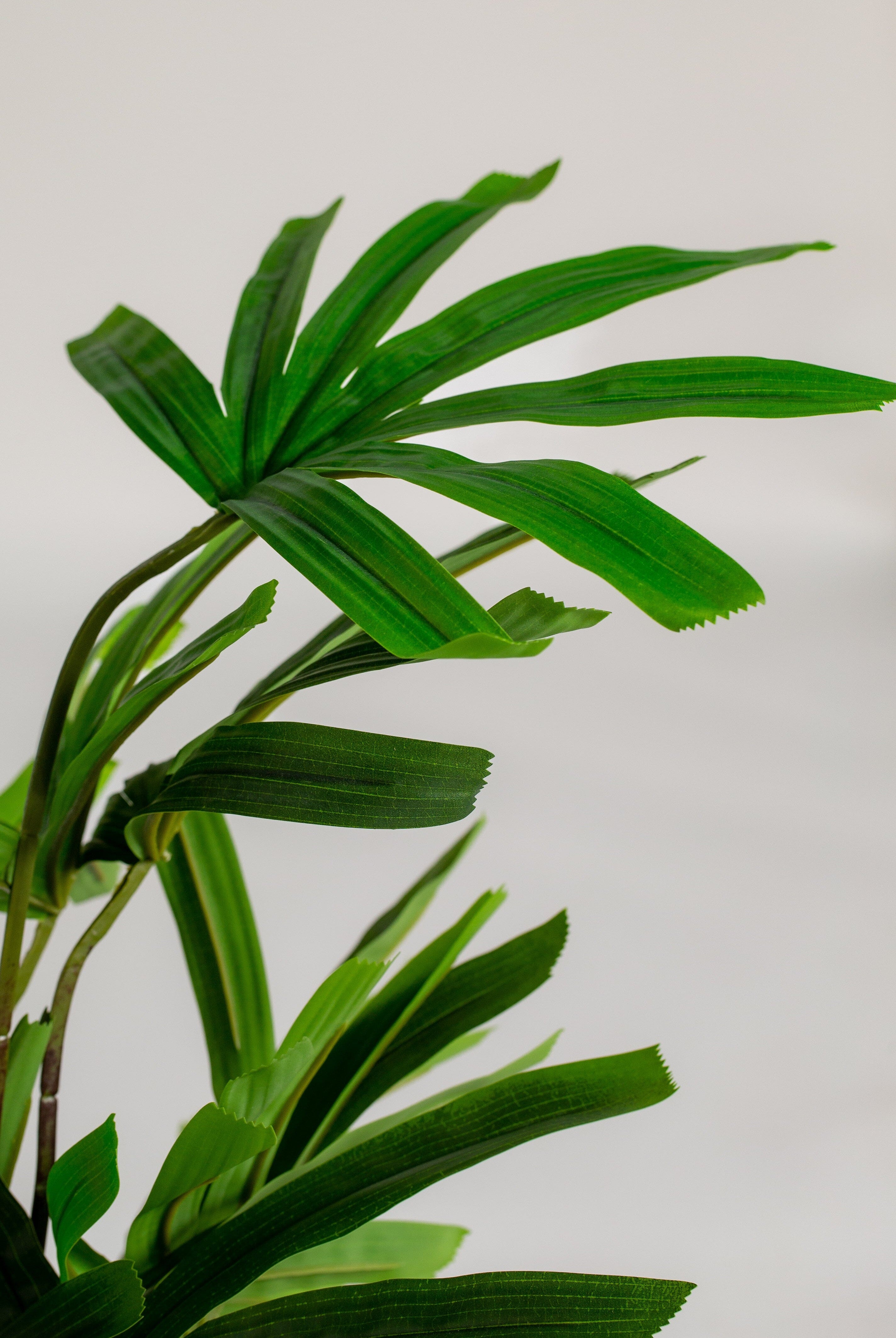 Chamaedorea Elegansificial Plant (Pot not included) Homekode