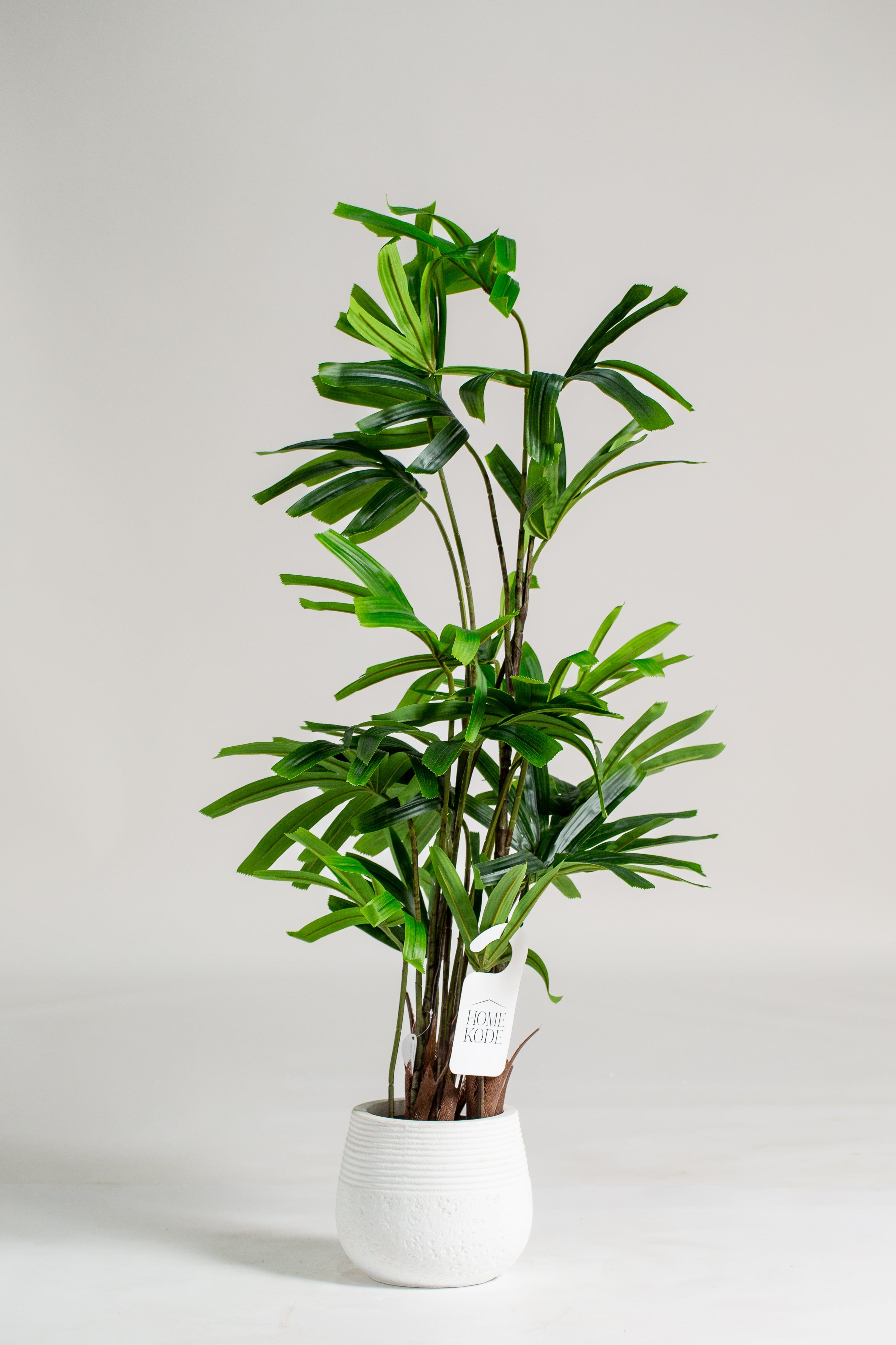 Broadleaf lady palmificial Plant (Pot not included) Homekode