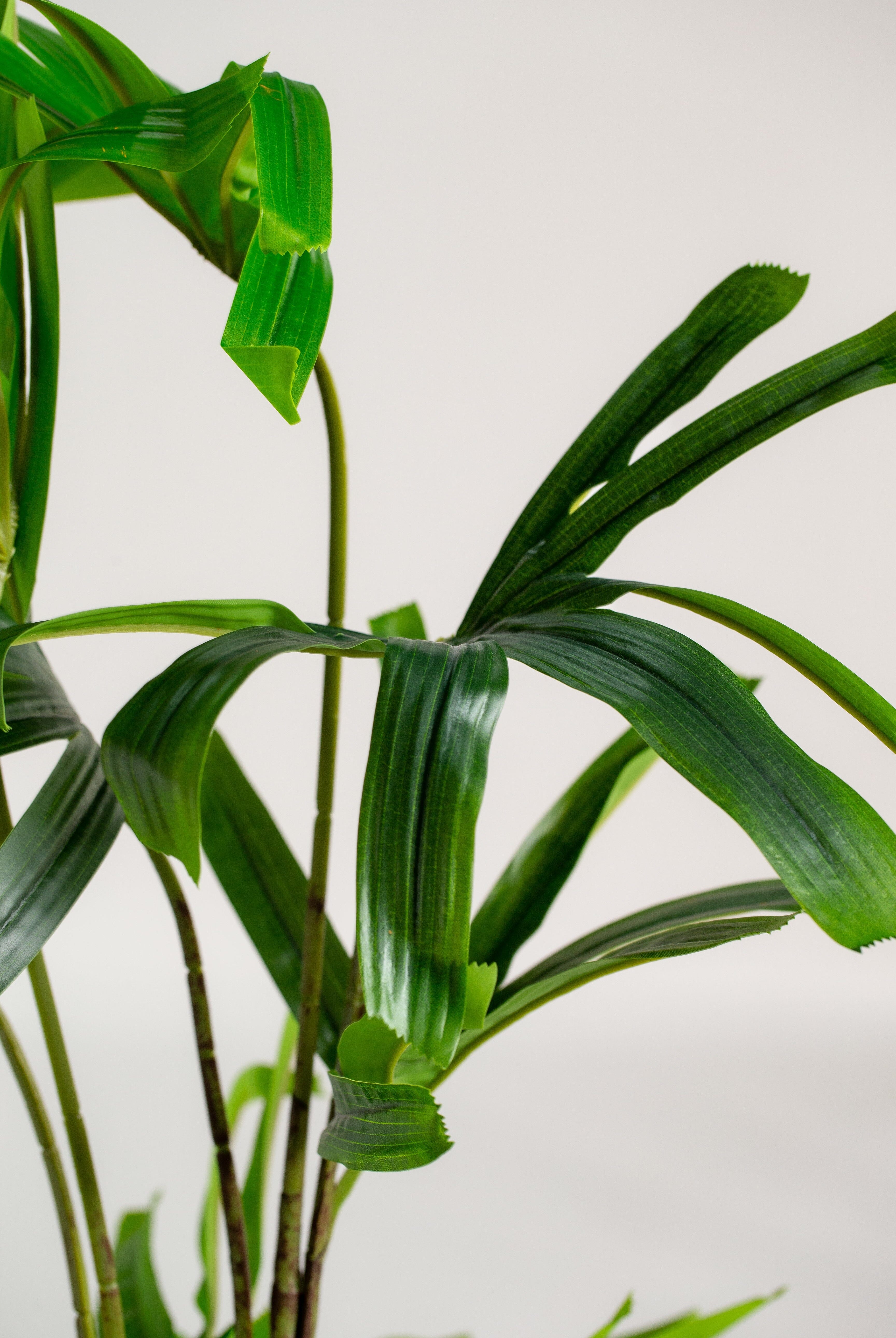 Broadleaf lady palmificial Plant (Pot not included) Homekode