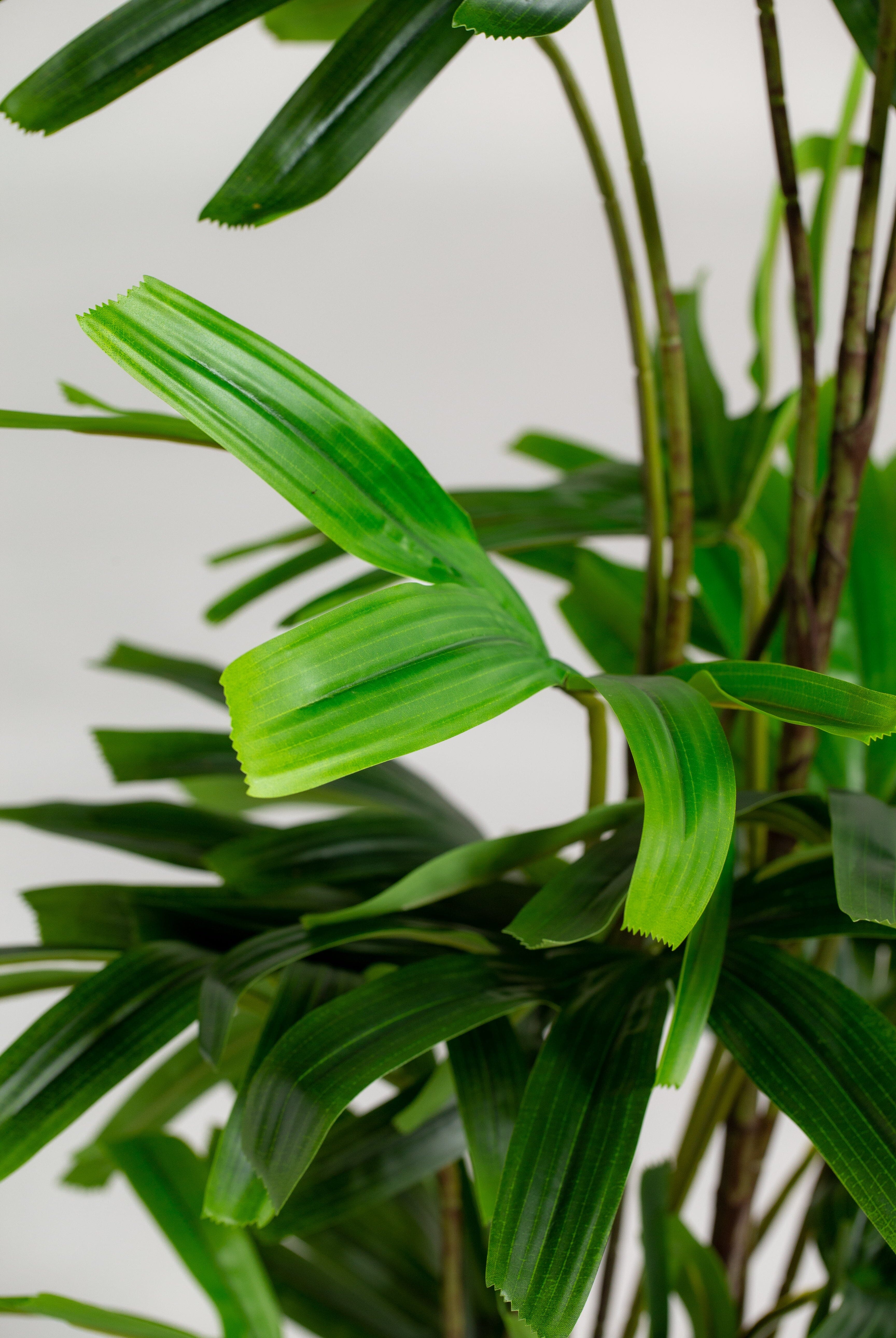 Broadleaf lady palmificial Plant (Pot not included) Homekode